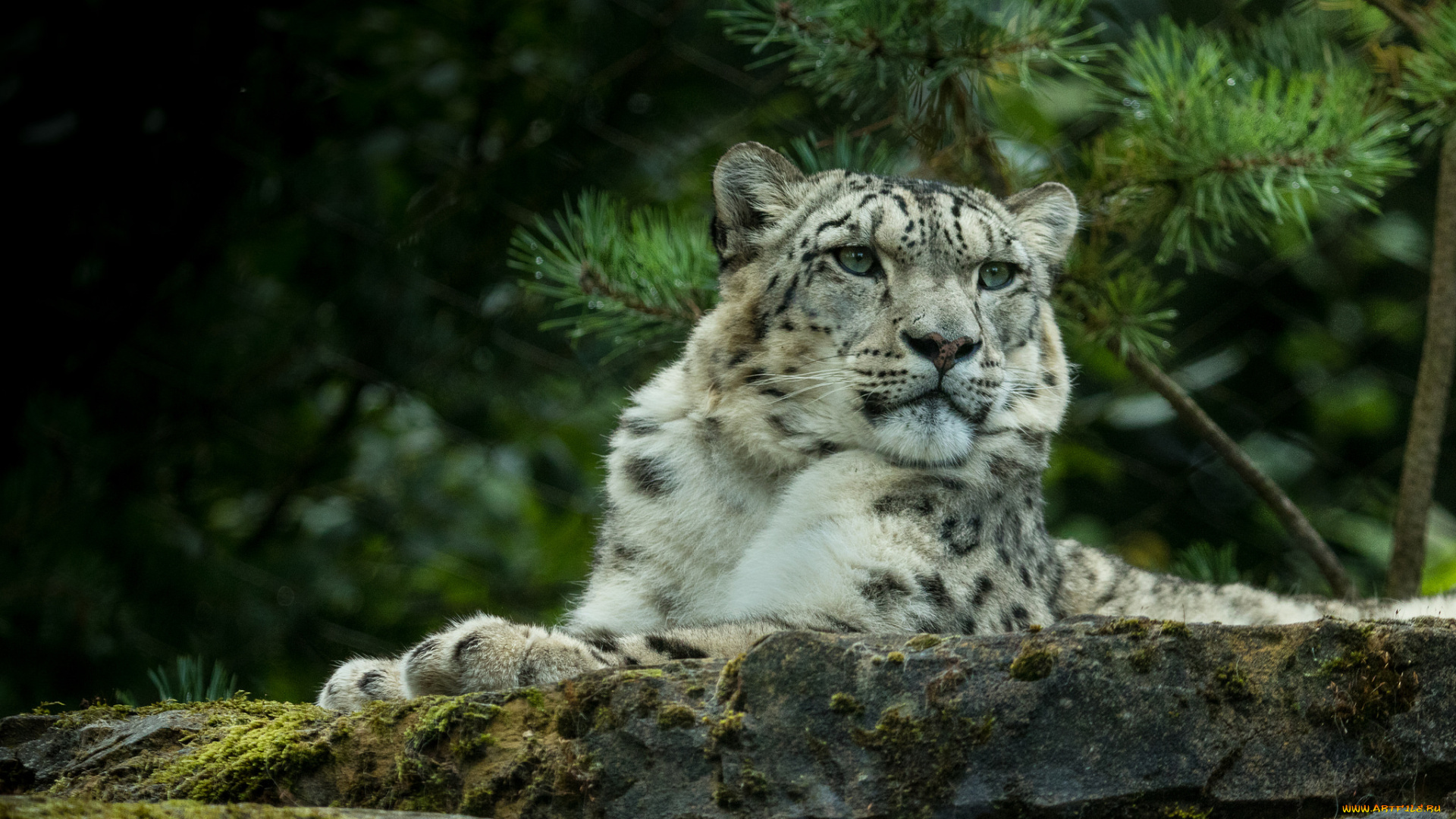 животные, снежный, барс, , ирбис, барс