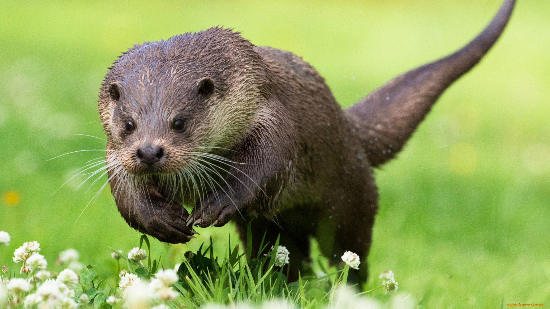 животные, выдры, , каланы, , ондатры, выдра