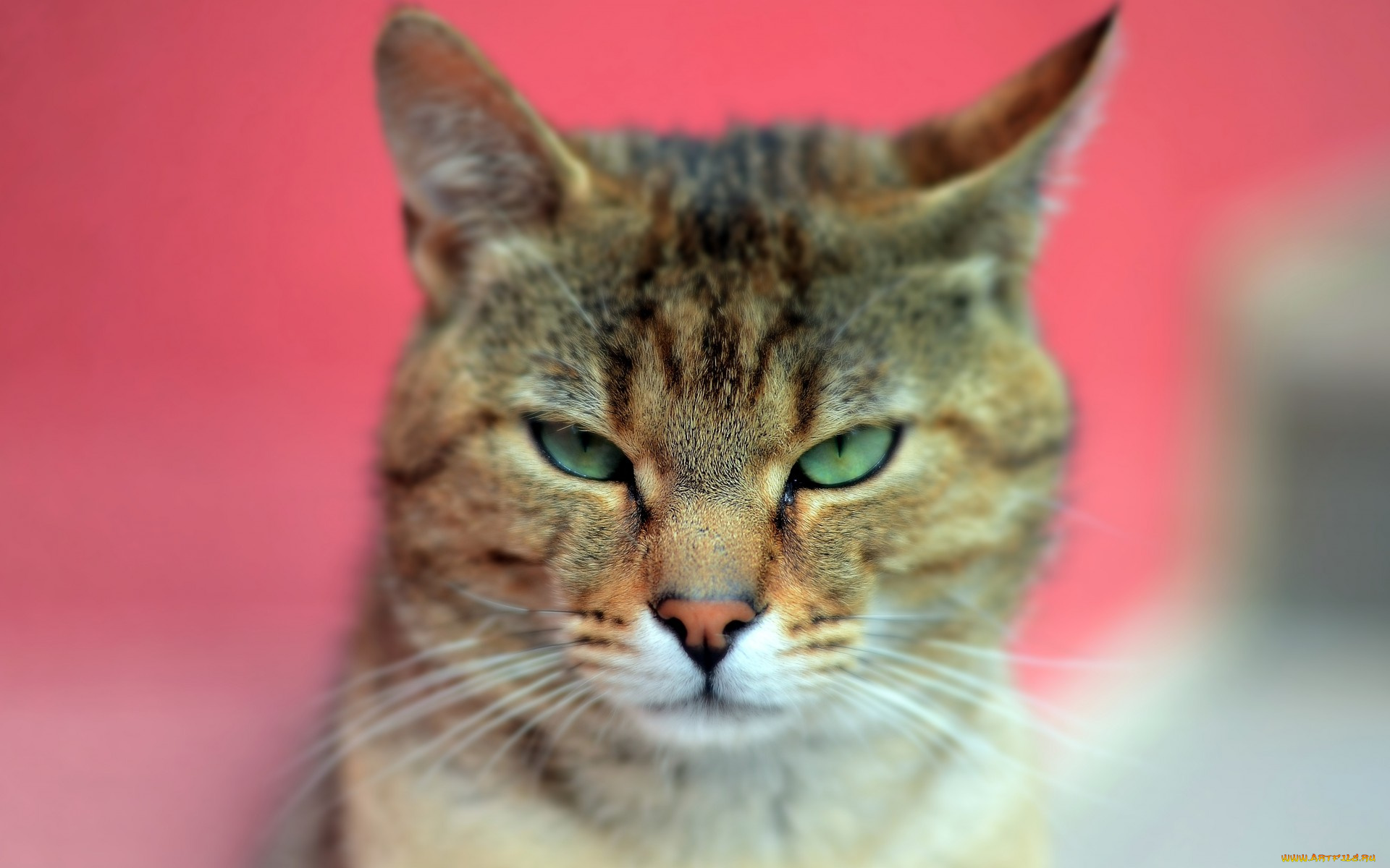 животные, коты, кот, шерсть, уши, взгляд, зеленые, глаза, животное, моррда