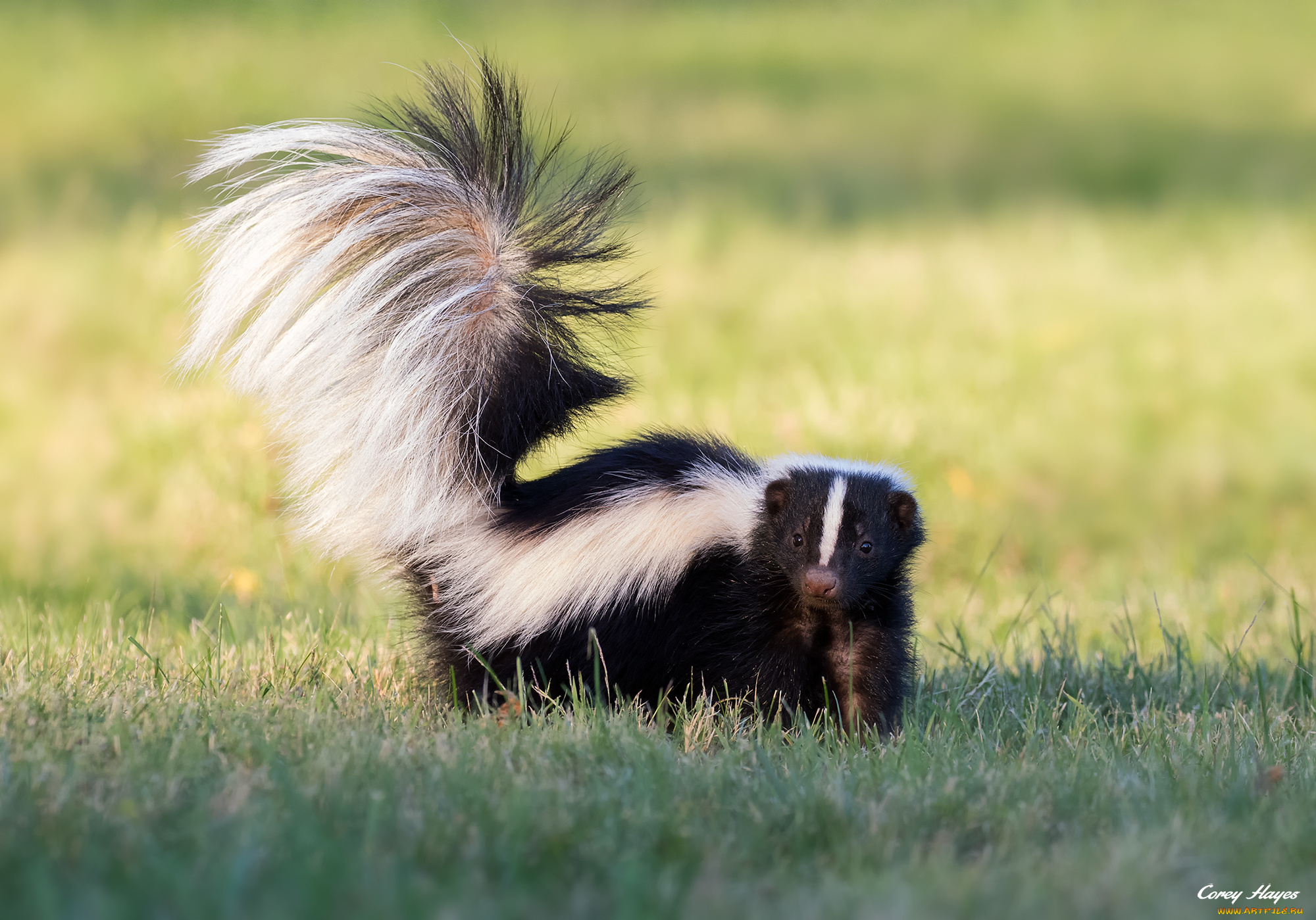 животные, скунсы, скунс, луг, фон
