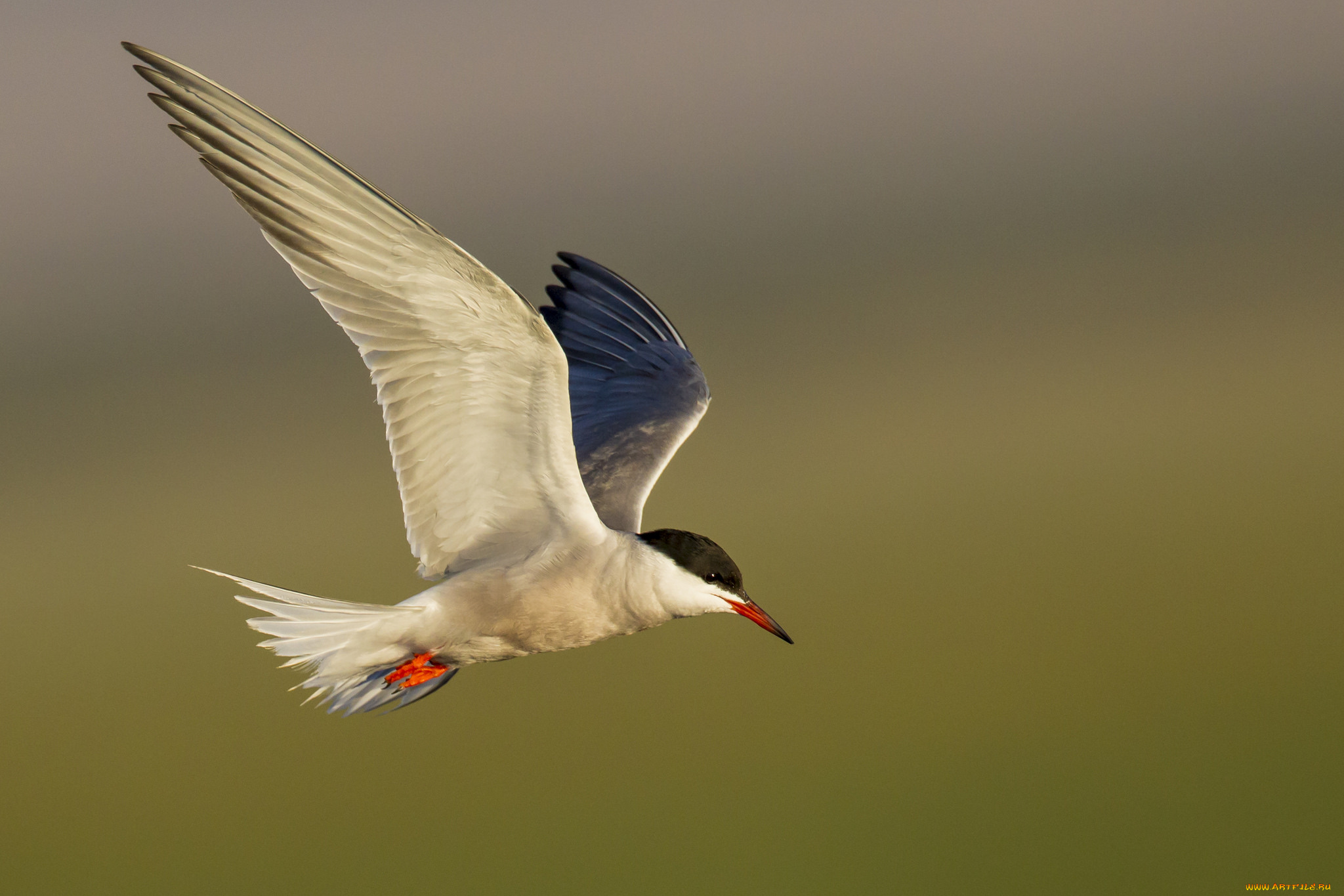 животные, Чайки, , бакланы, , крачки, птичка