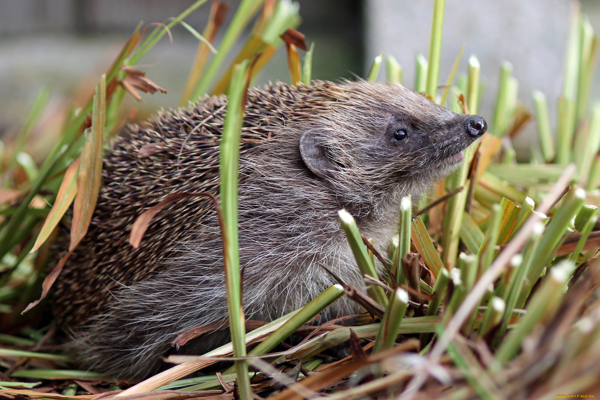 животные, ежи, ежик