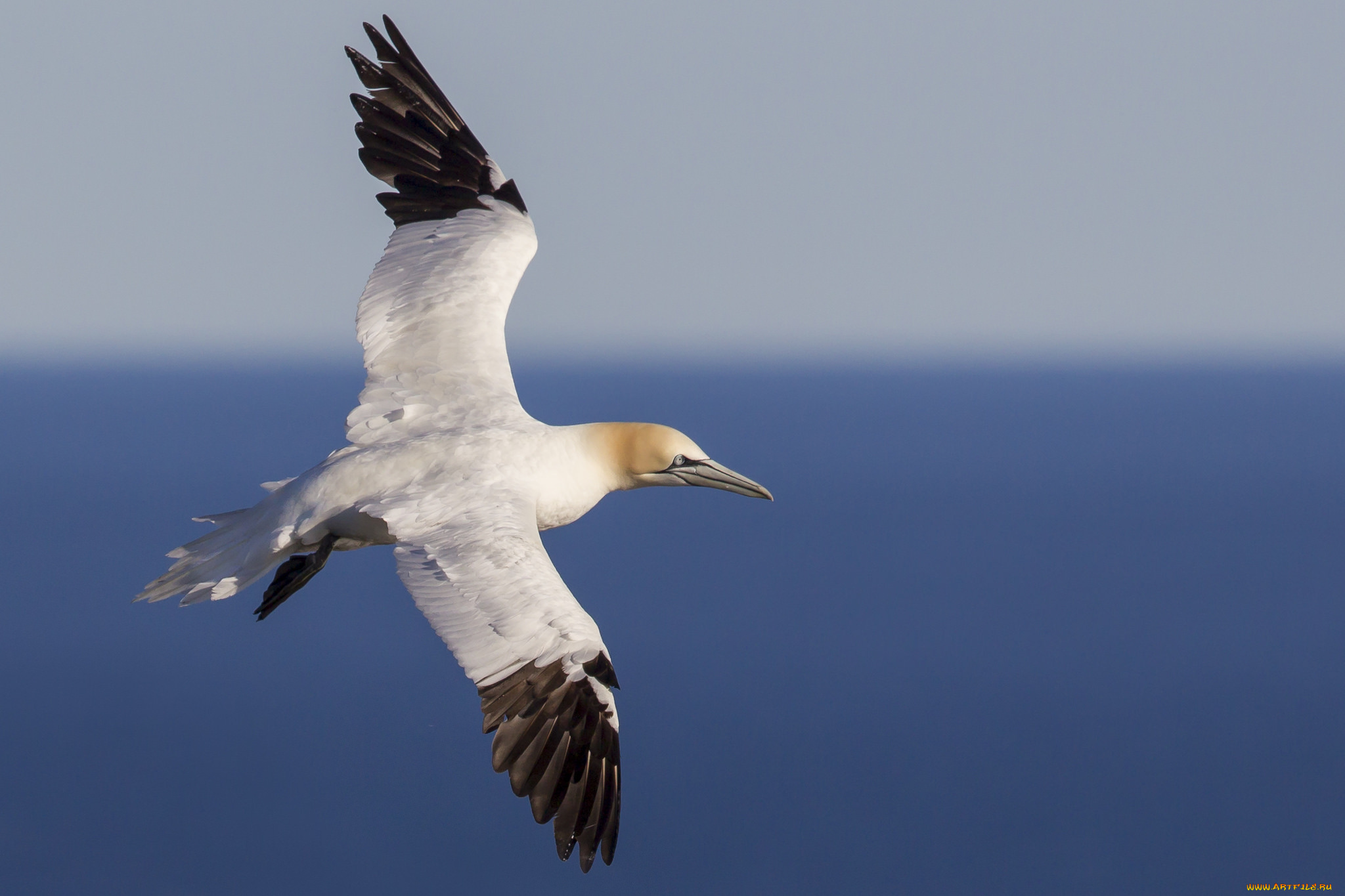 животные, олуши, птичка