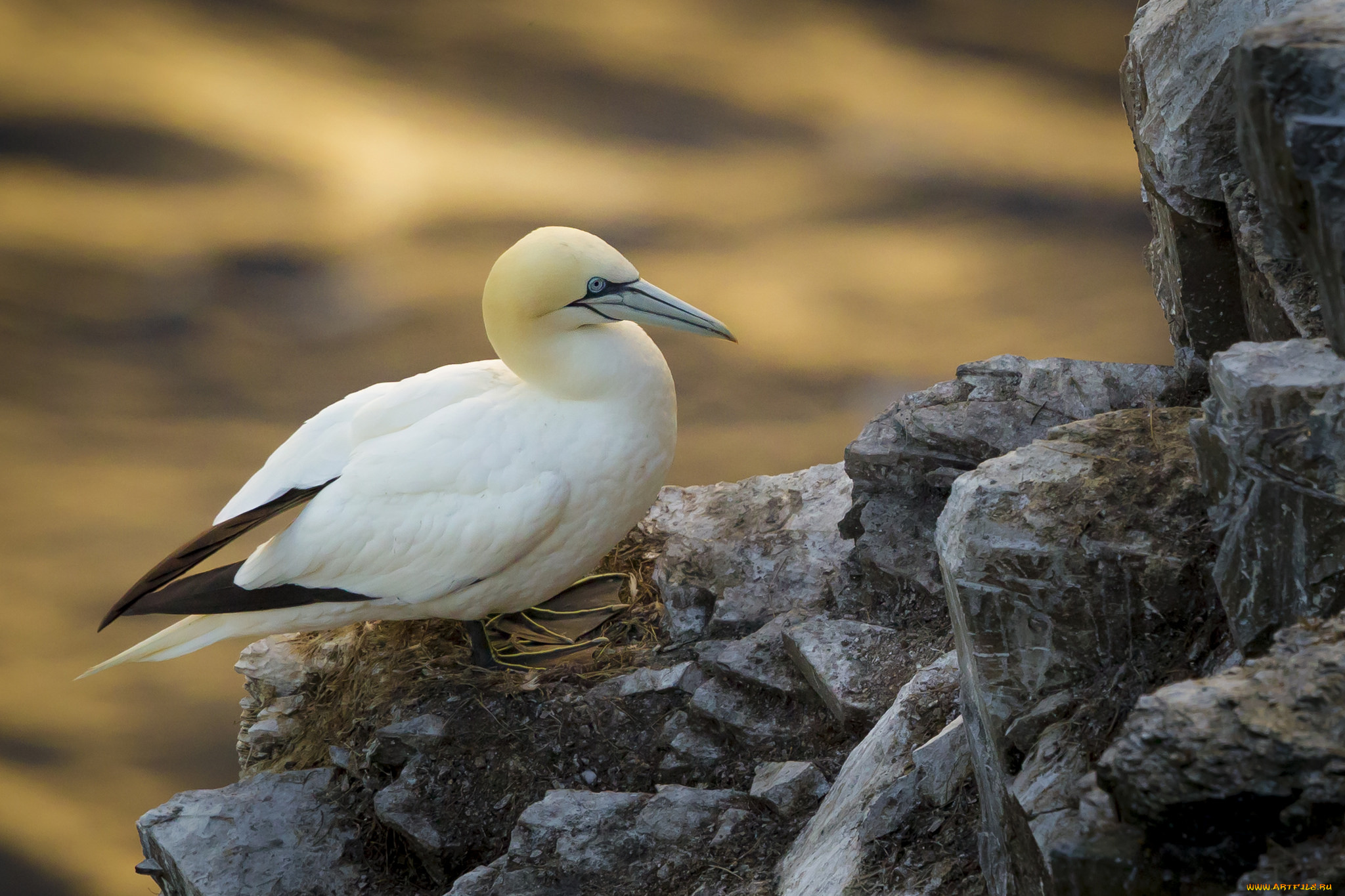 животные, олуши, птичка