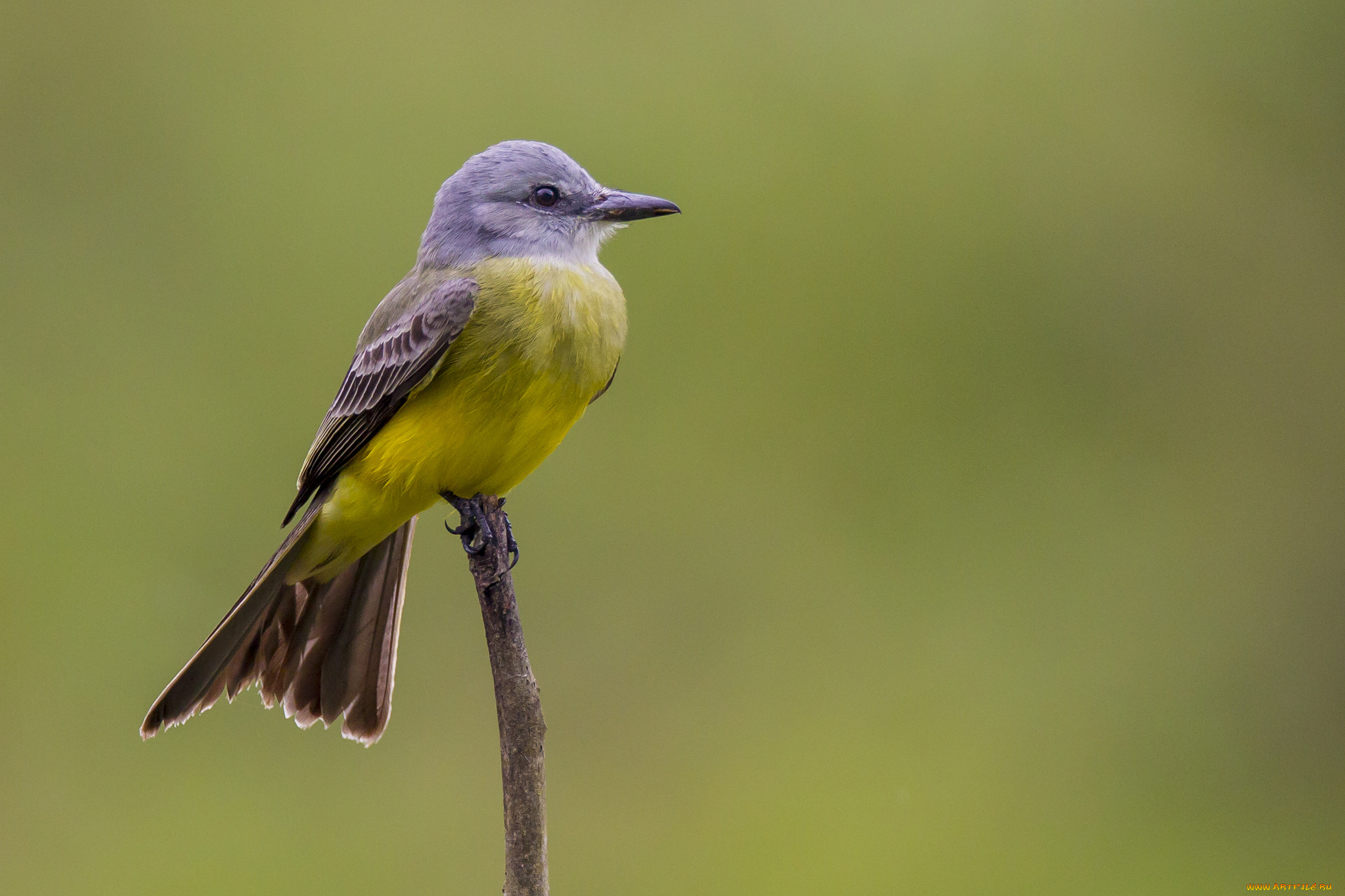 животные, птицы, птичка