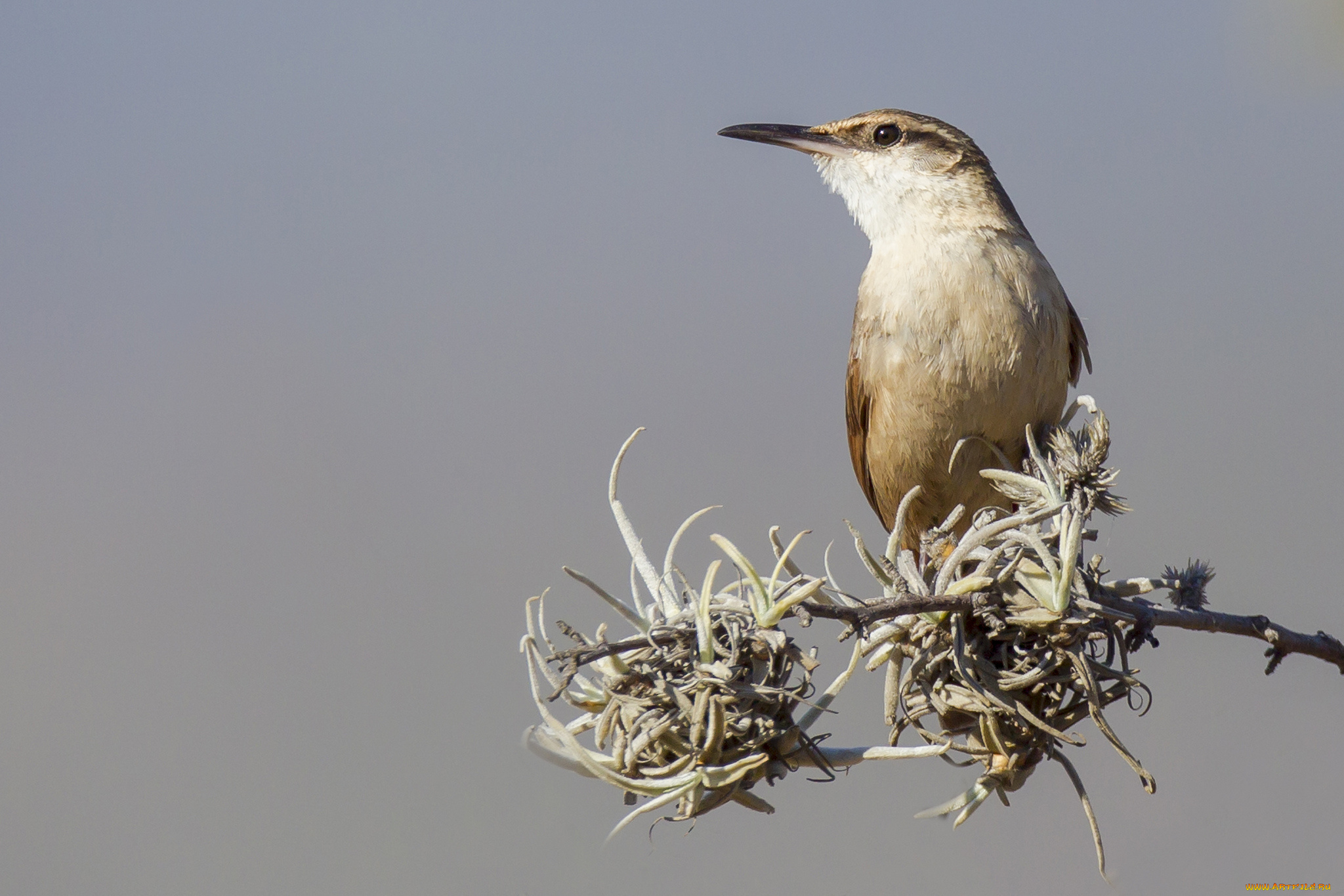 животные, птицы, птичка