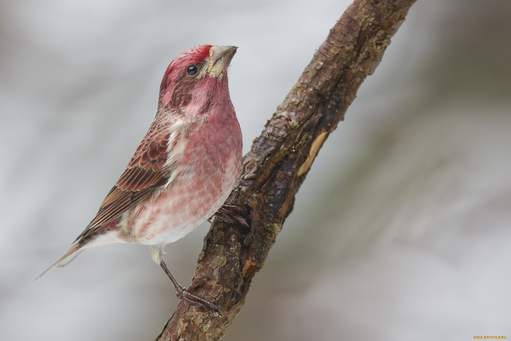 животные, птицы, птичка