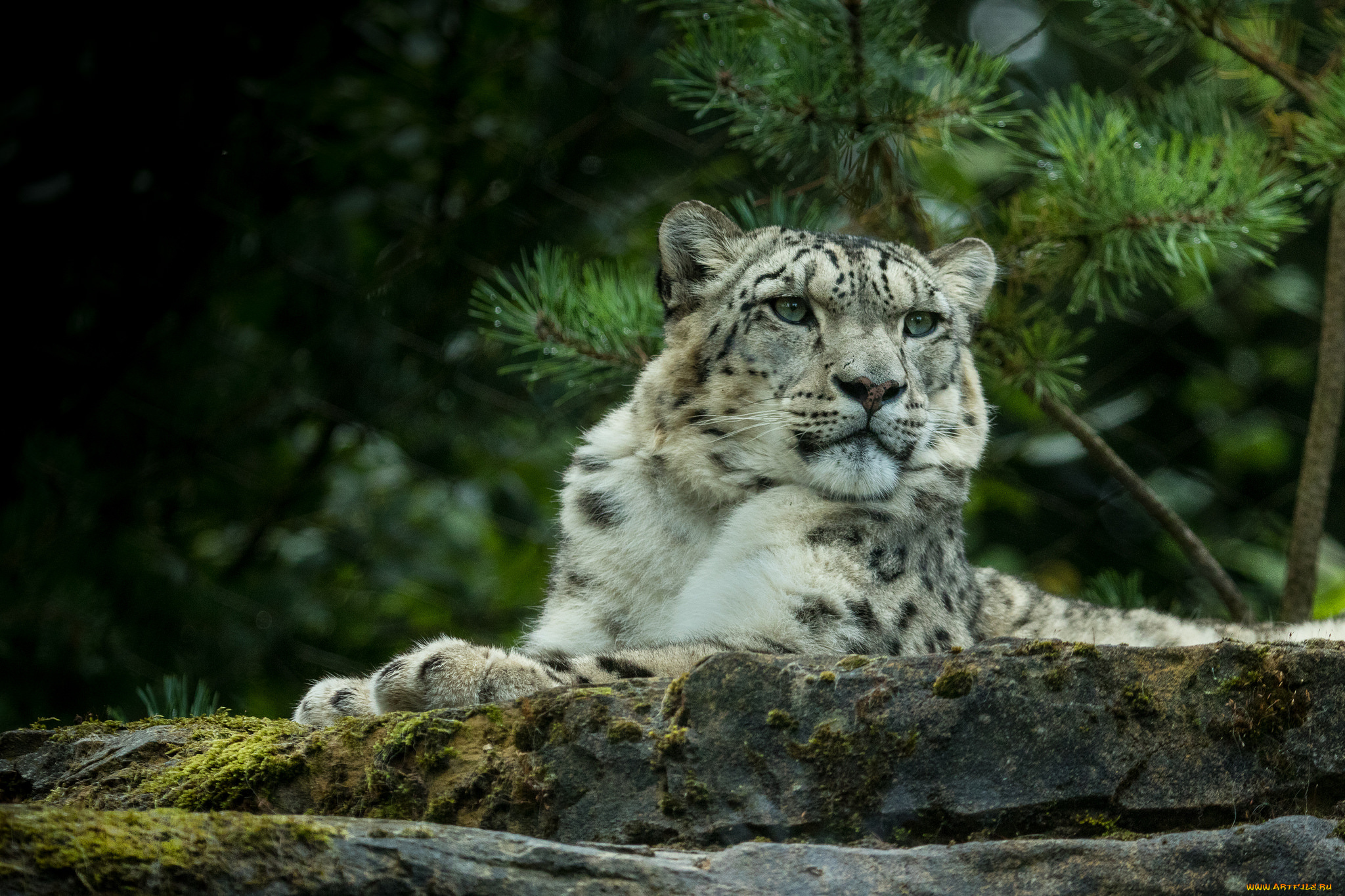 животные, снежный, барс, , ирбис, барс