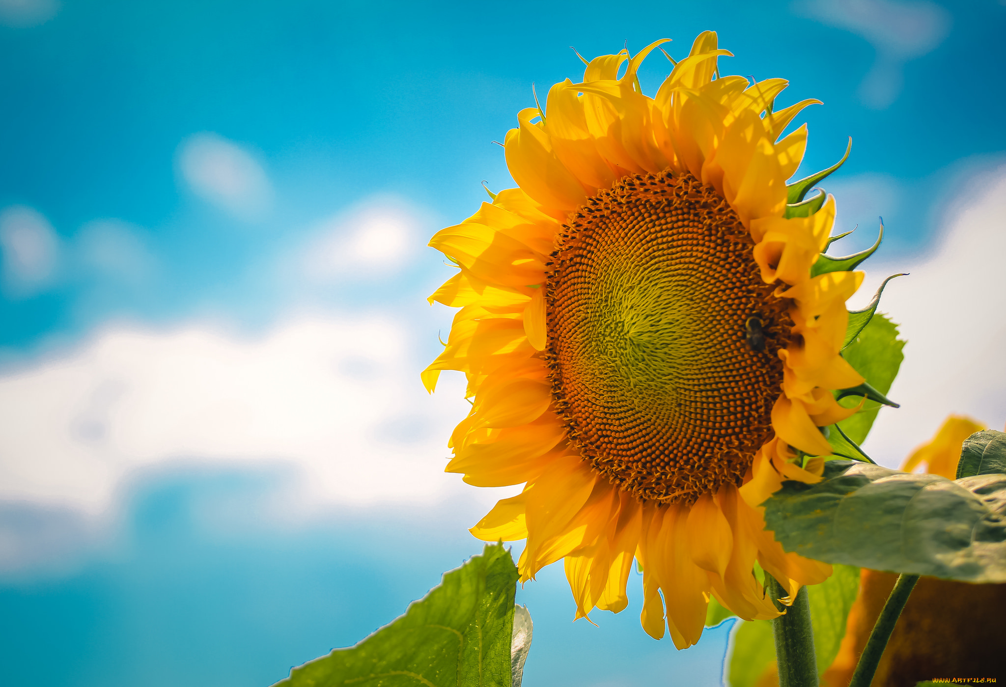 цветы, подсолнухи, подсолнух, небо