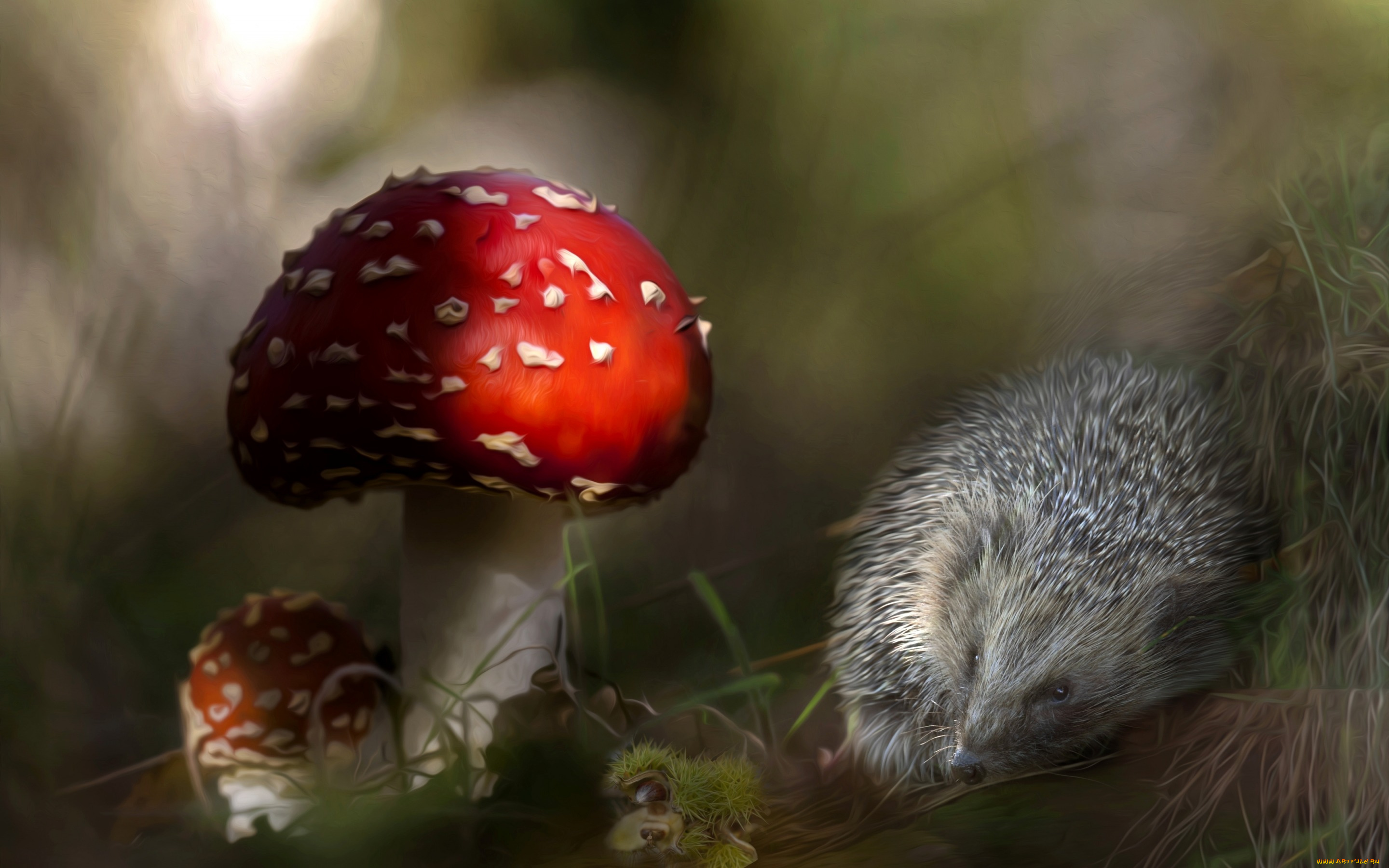 разное, компьютерный, дизайн, грибы, ёжик, мухомор, ёж, колючки