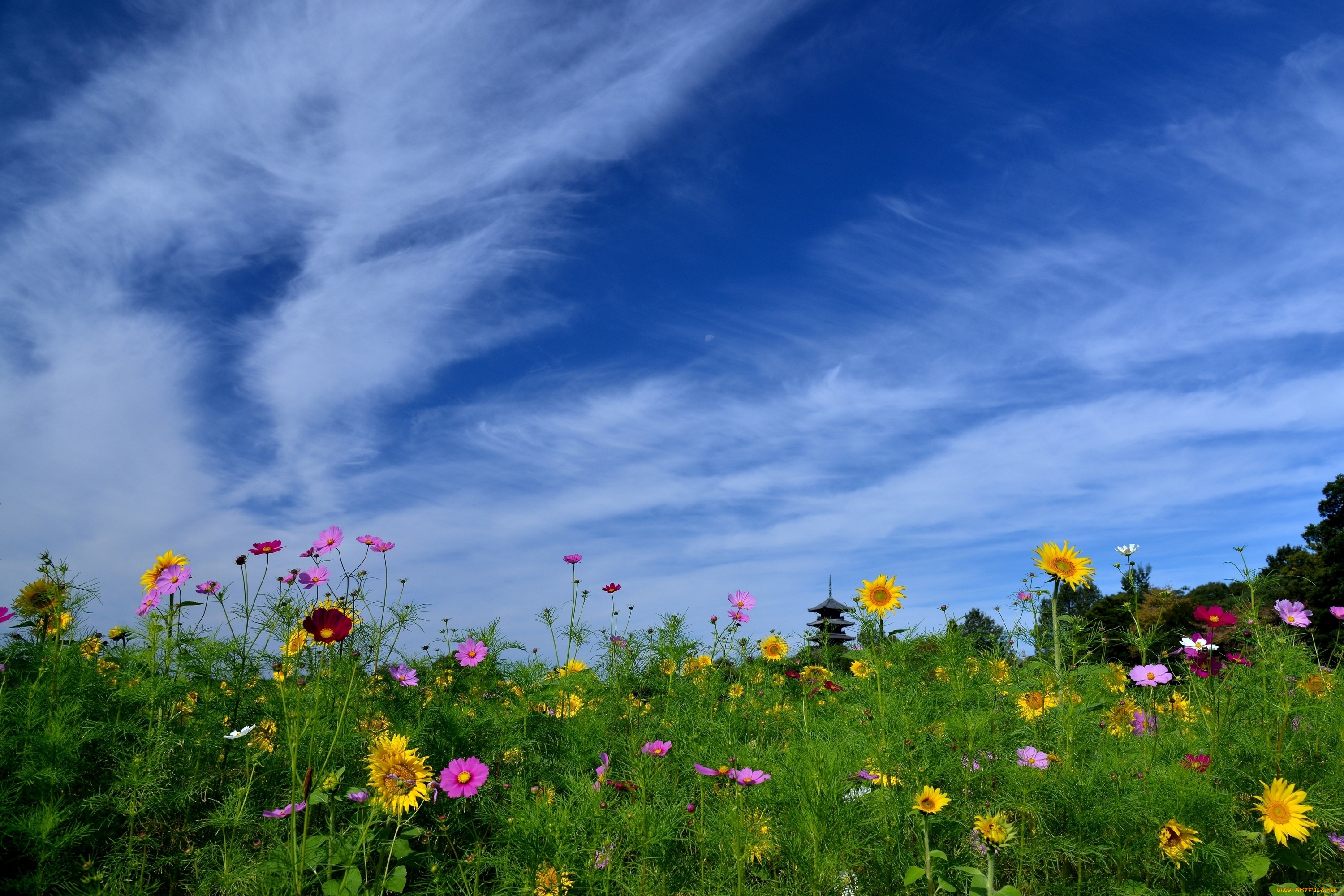 цветы, луговые, , полевые, , цветы, bitchu, kokubunji, temple, пагода, Япония, небо, окаяма, japan, okayama, космея, подсолнухи