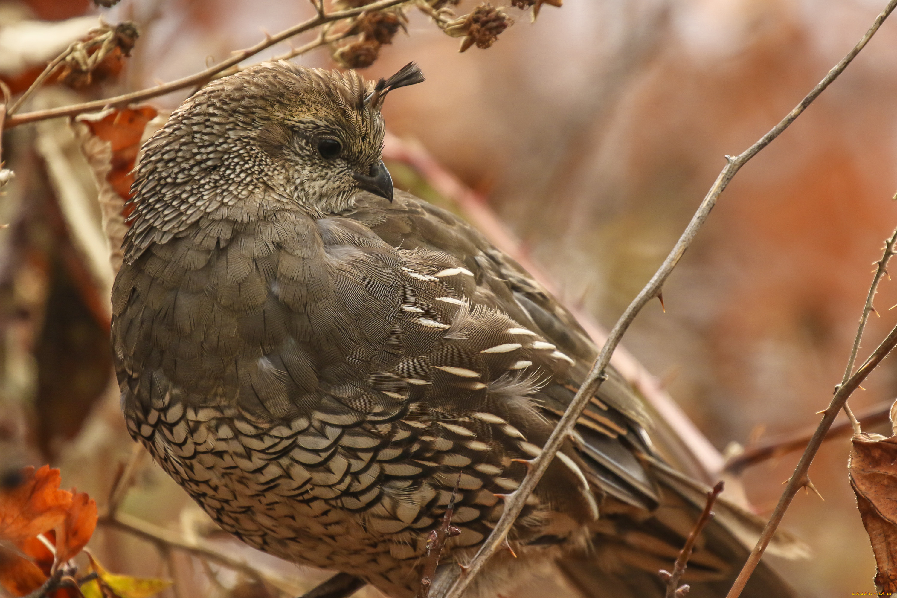животные, птицы, птица, хохолок