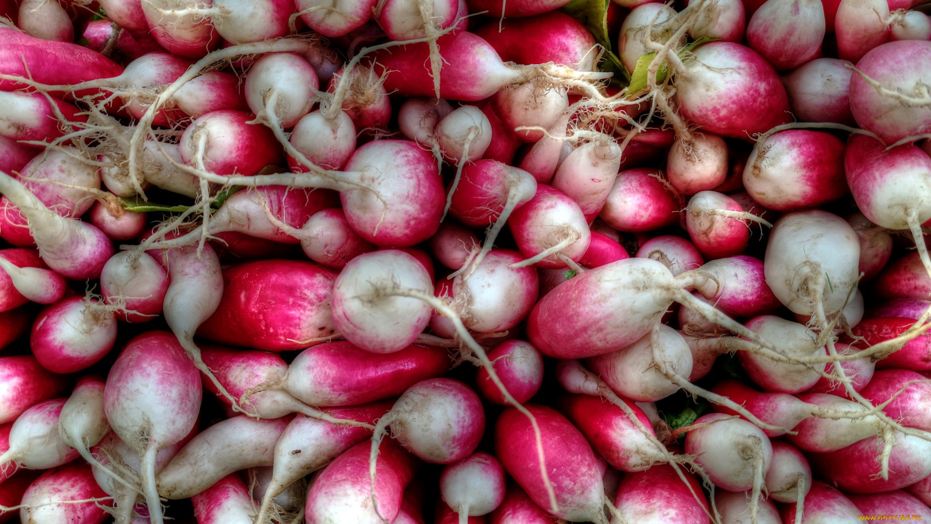 еда, редис, , репа, , редька, много, урожай