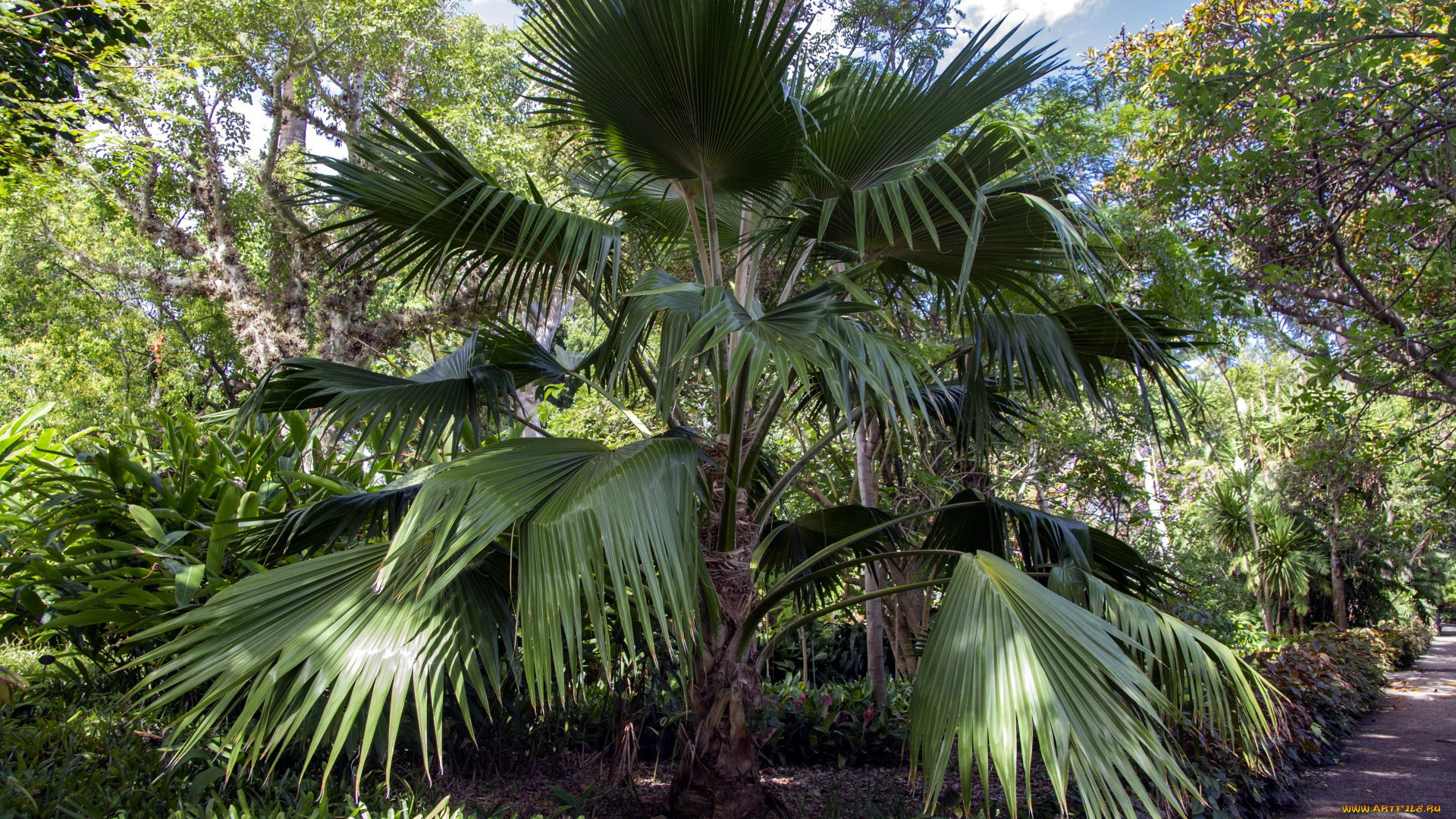 природа, деревья, пальма