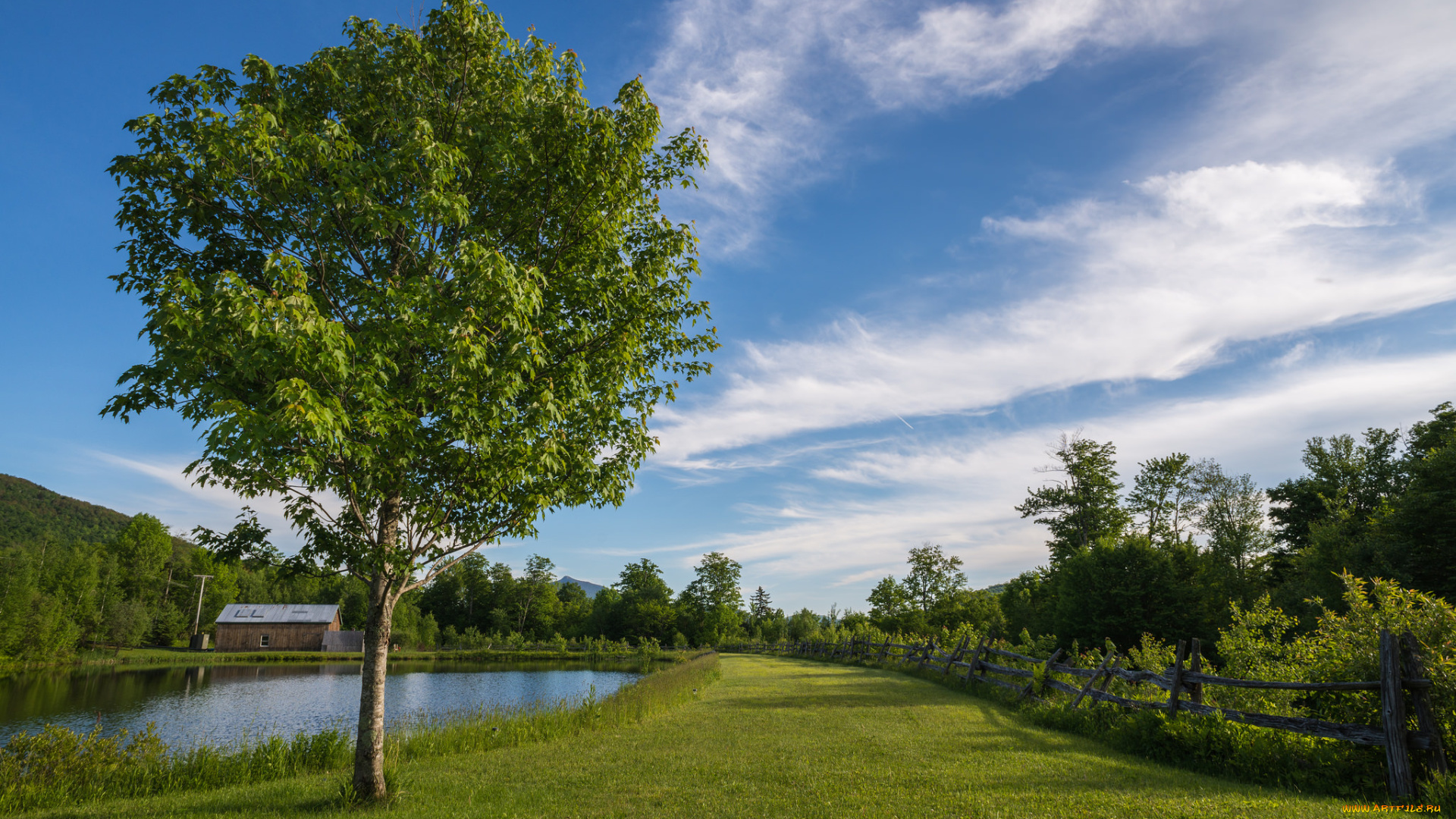 природа, деревья, простор