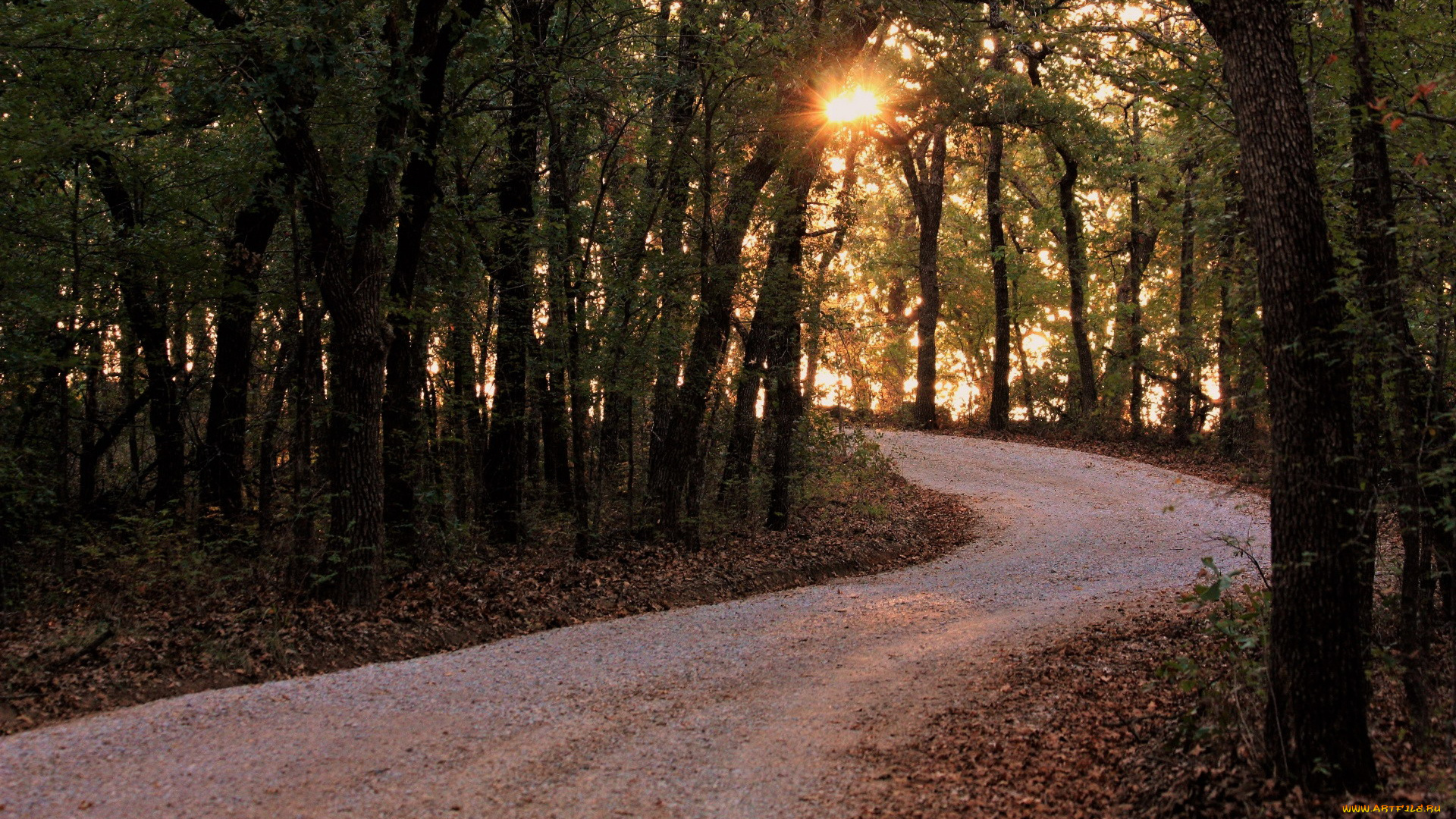 природа, дороги, дорога, деревья, грунтовая