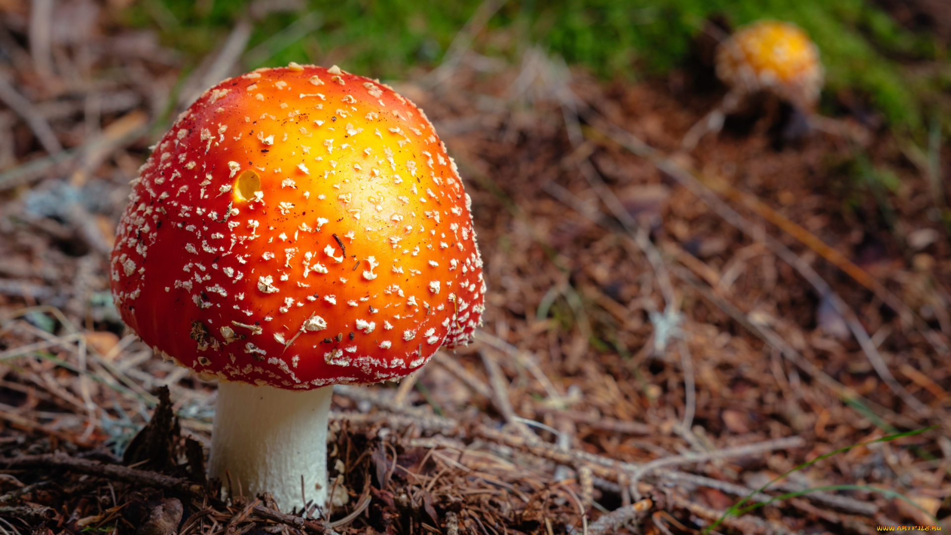 природа, грибы, , мухомор, шляпка