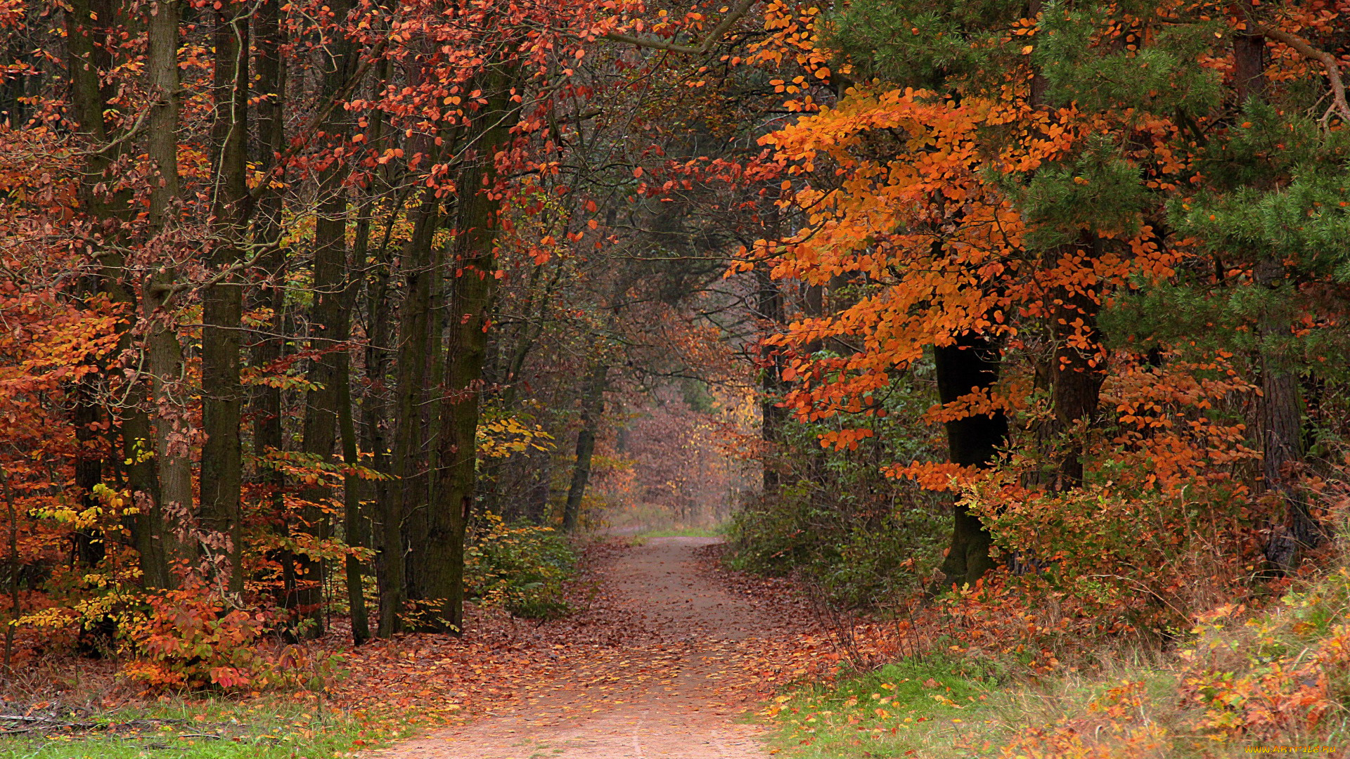 природа, лес, осень, листопад, тропинка, листья