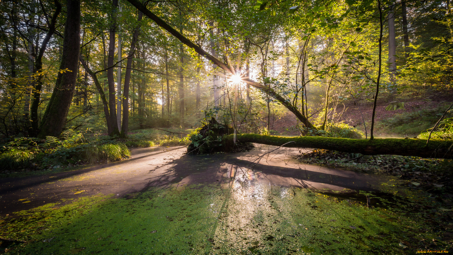 природа, лес, простор