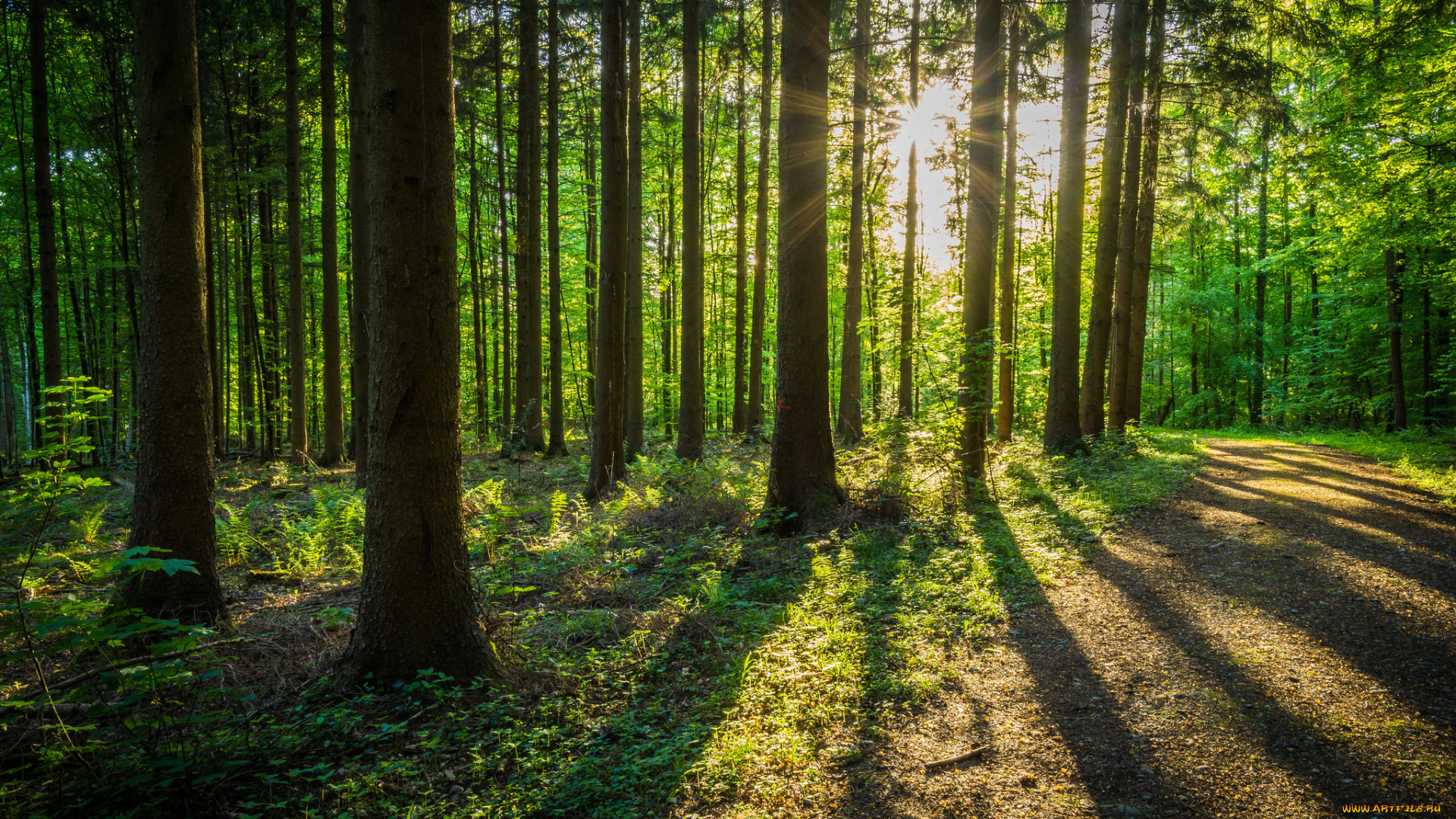 природа, лес, простор