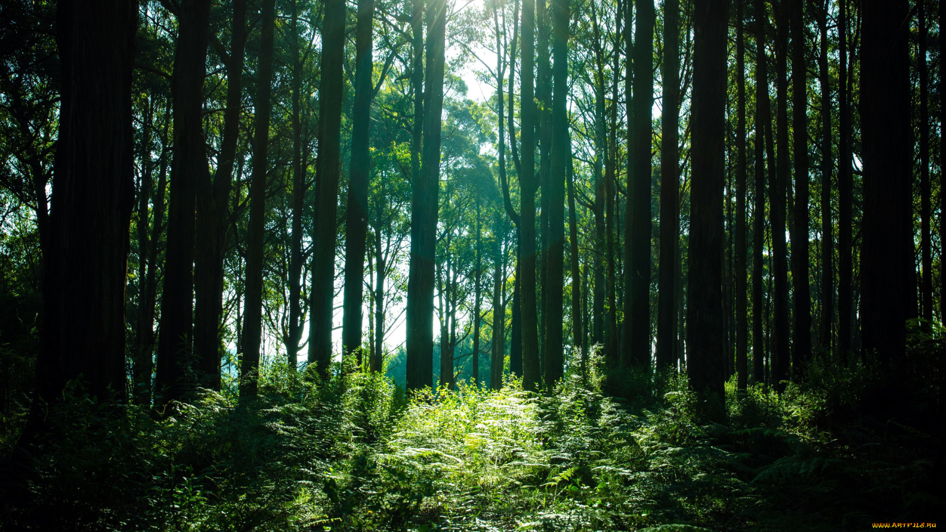 природа, лес, сосны, папоротник