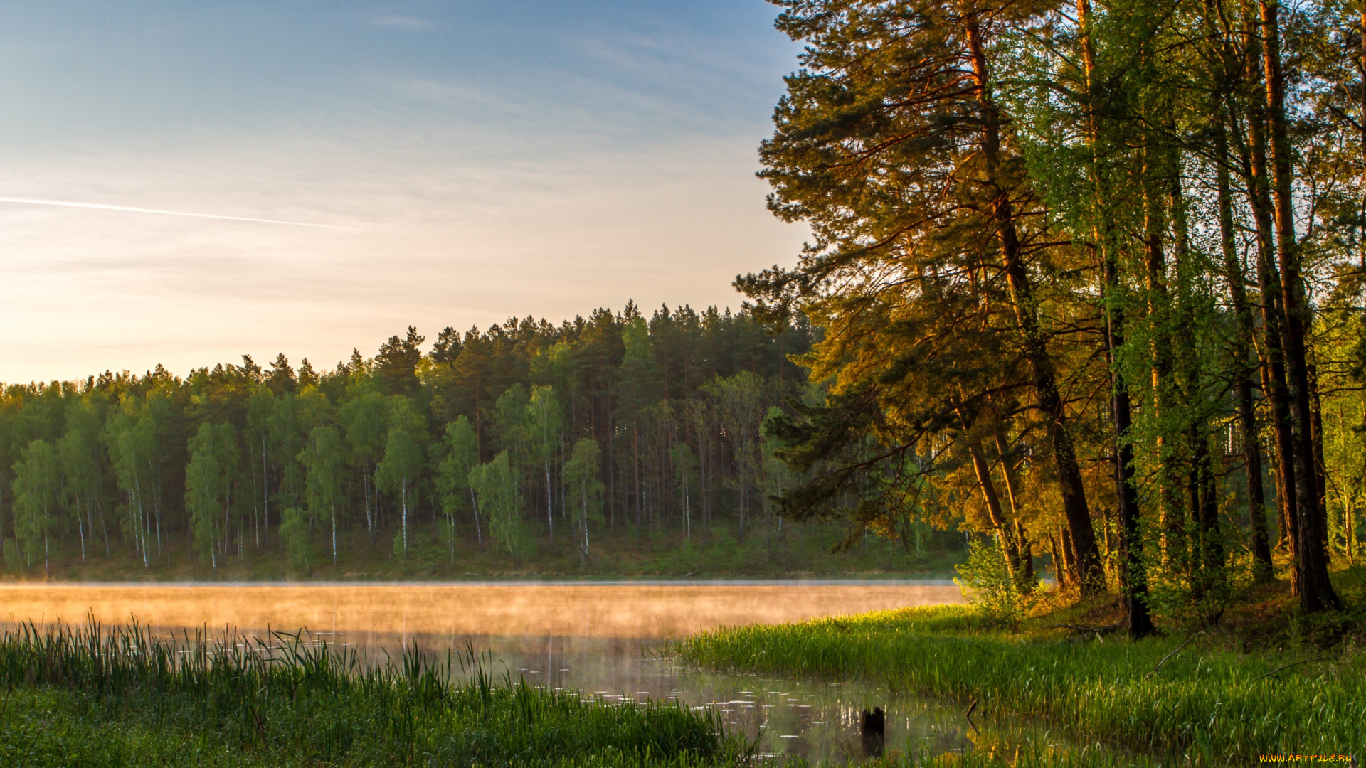 природа, лес, туман, деревья, осень, вода