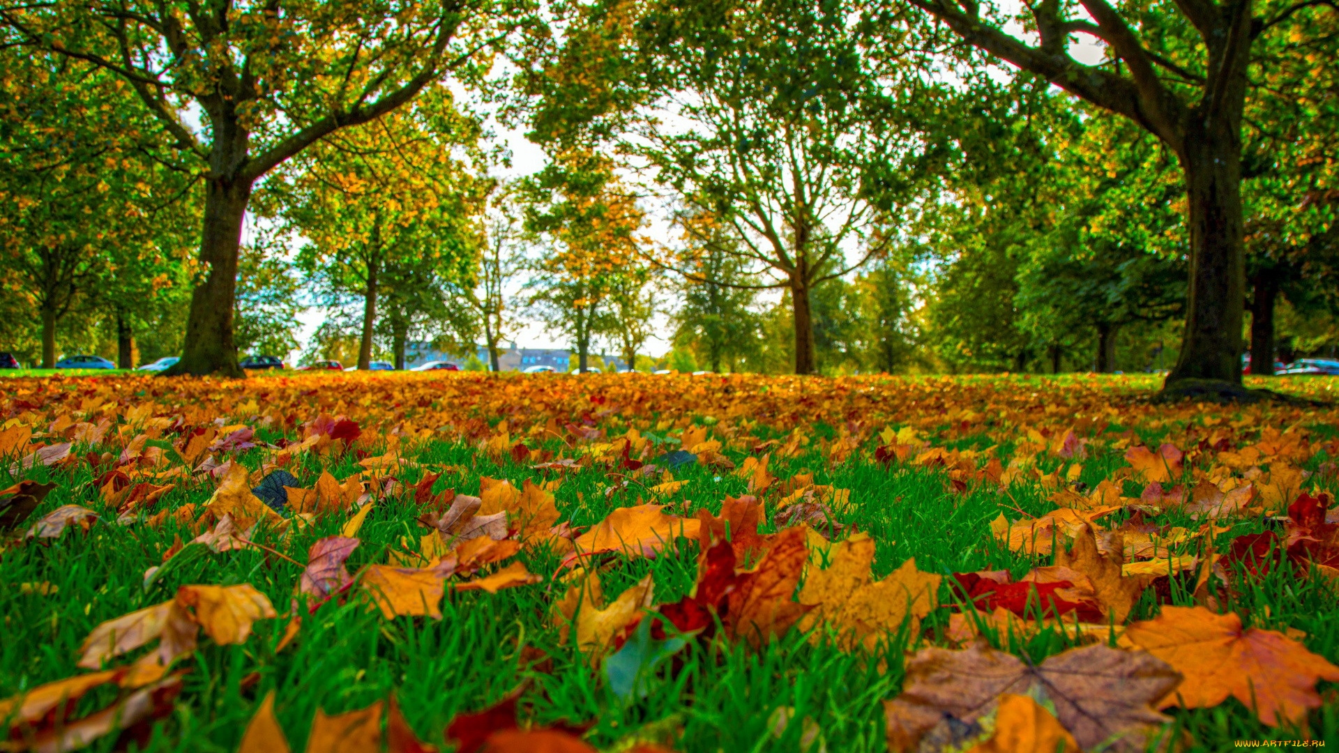 природа, листья, осень, трава, листопад