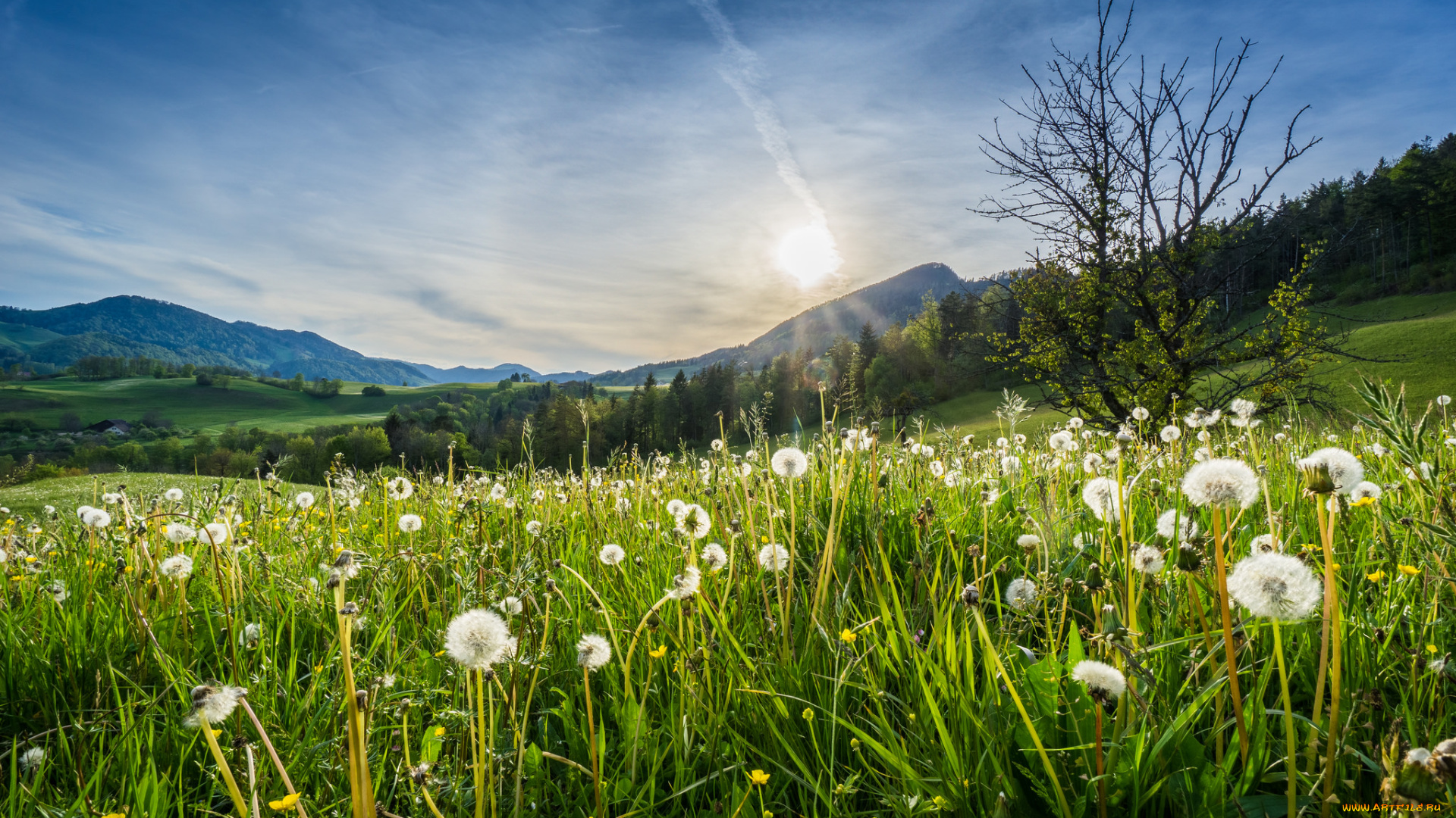 природа, луга, простор