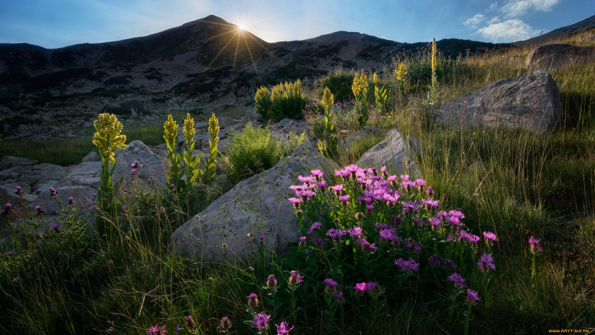 природа, луга, простор