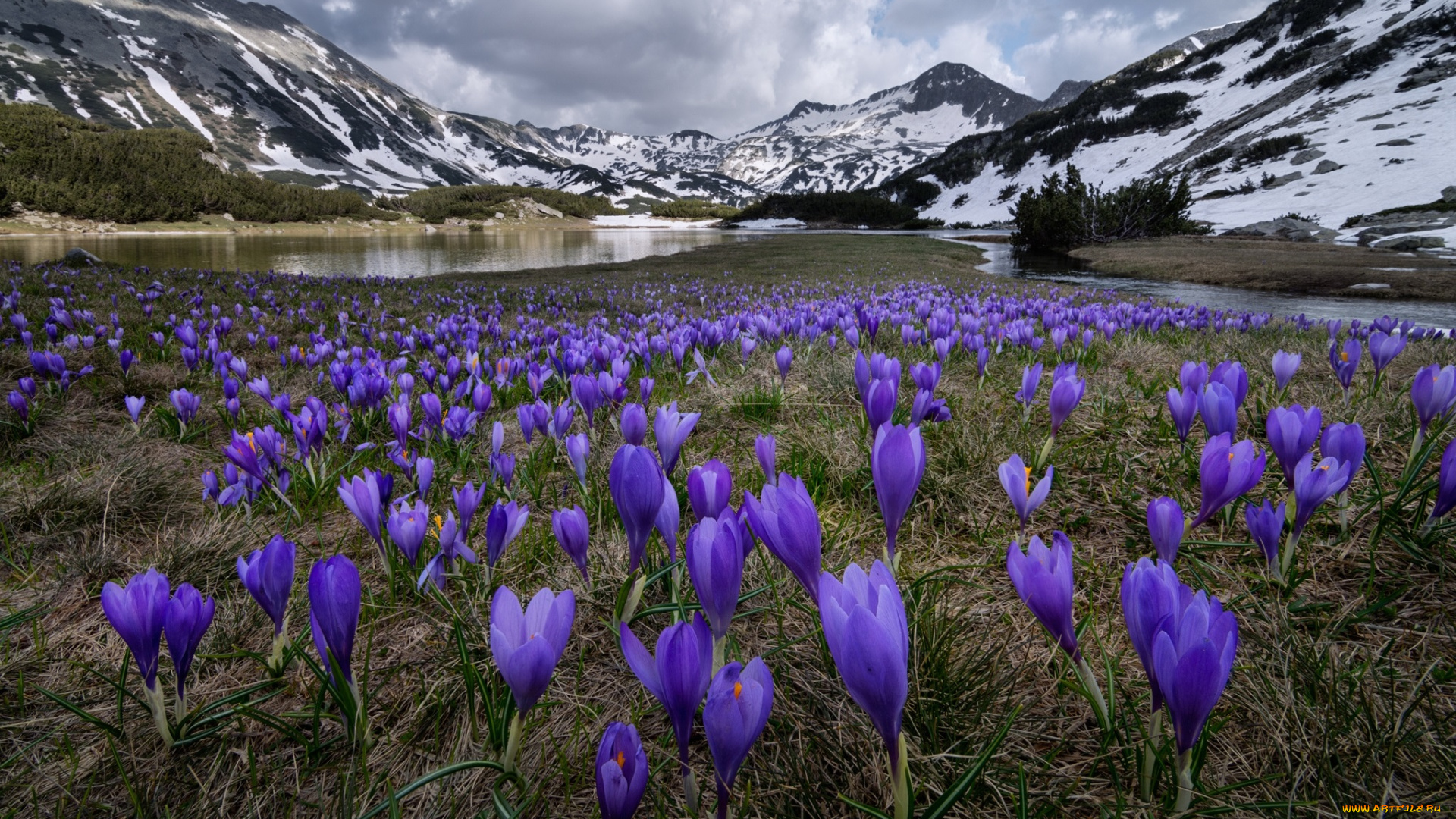 природа, луга, простор