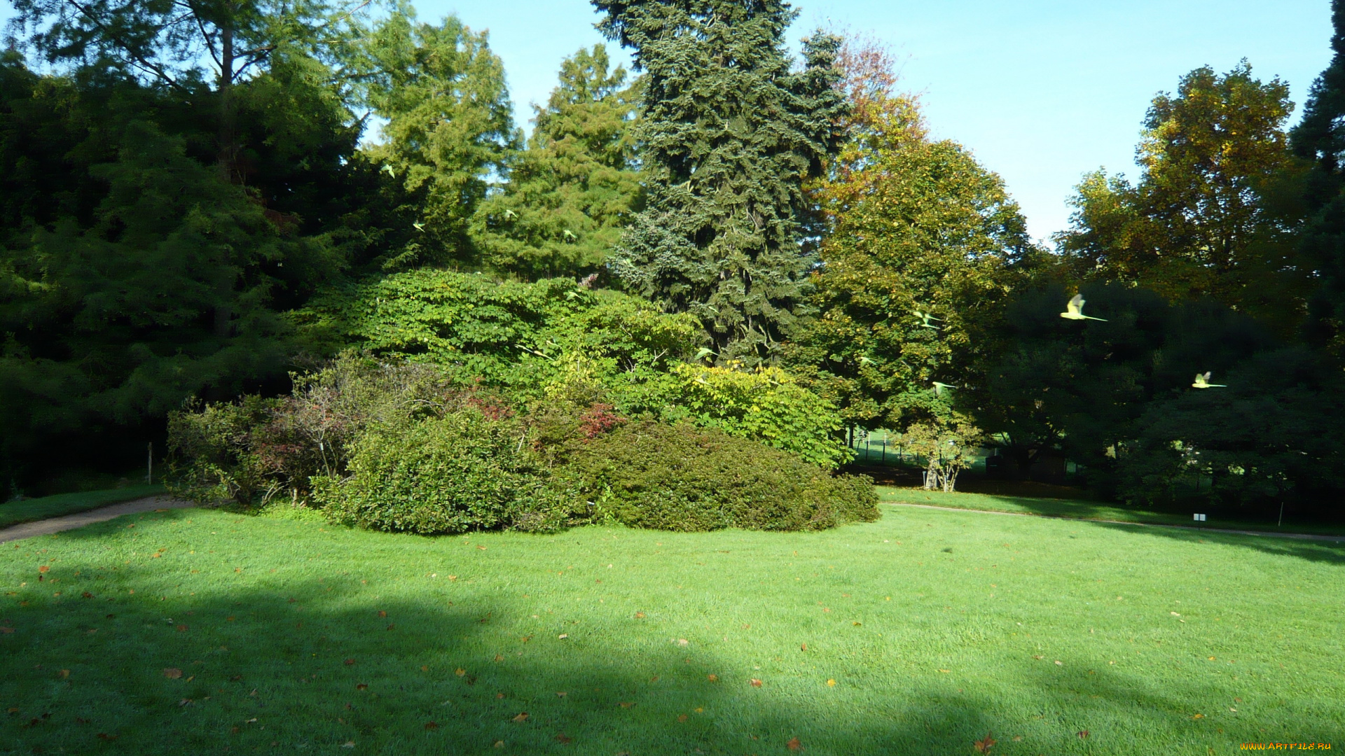 природа, парк, лужайка, деревья