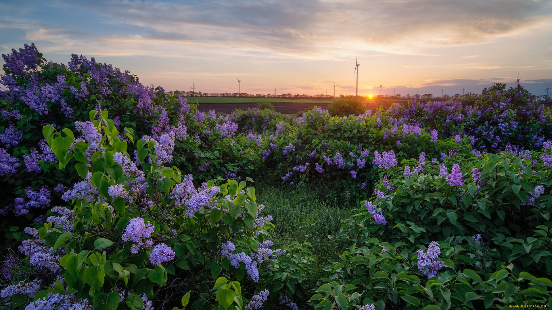 природа, пейзажи, простор