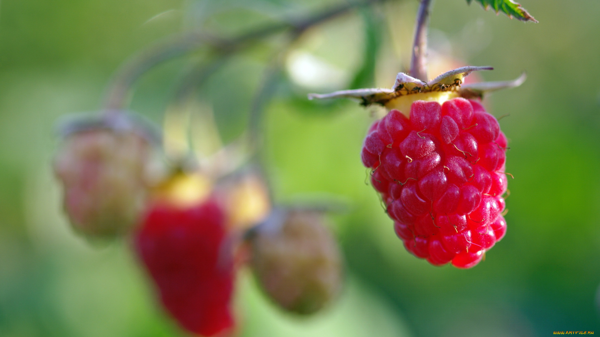 природа, Ягоды, позитив, урожай, услада, сладко, сентябрь, красота, ягоды, лакомство, малина, осень, дача, десерт