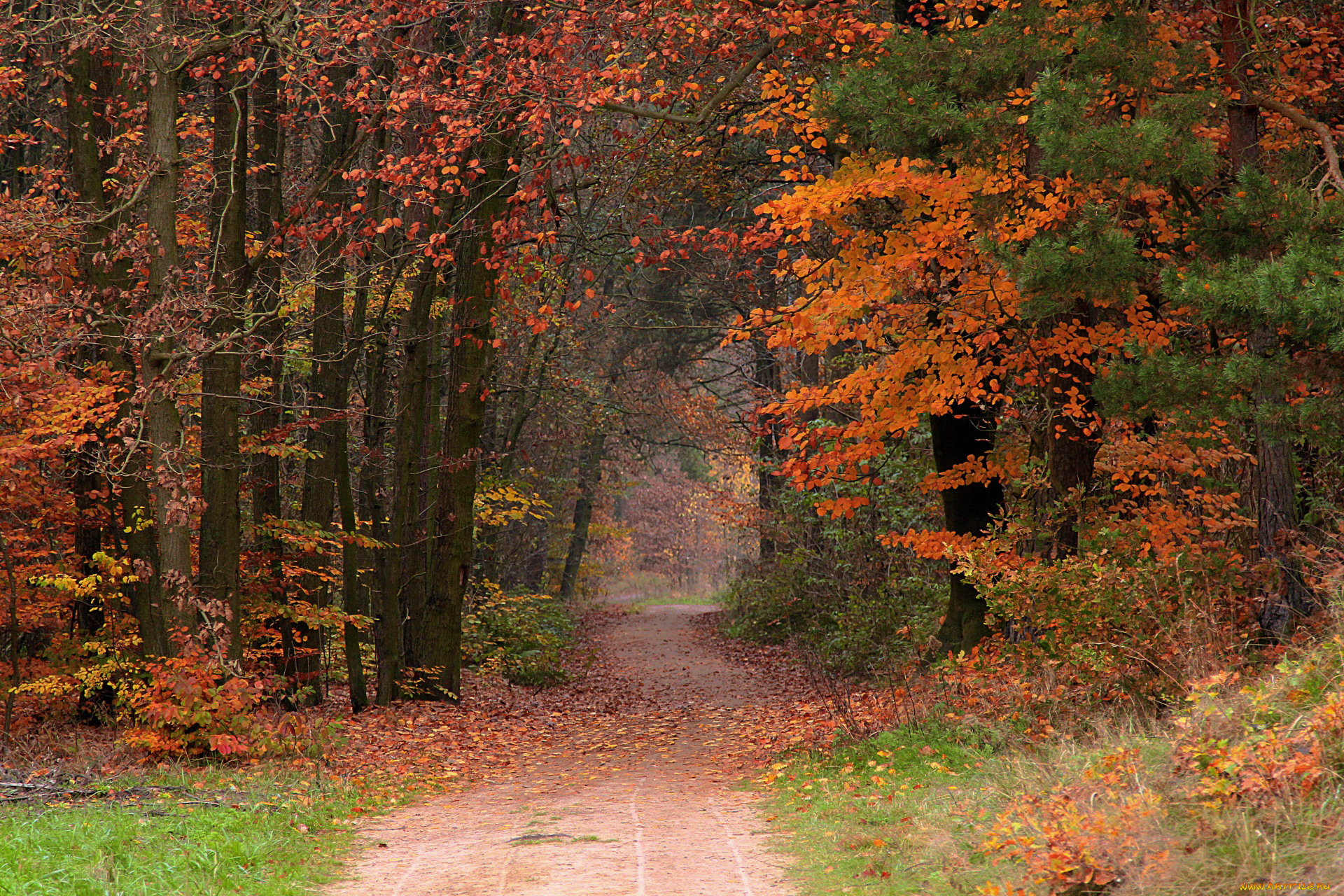 природа, лес, осень, листопад, тропинка, листья
