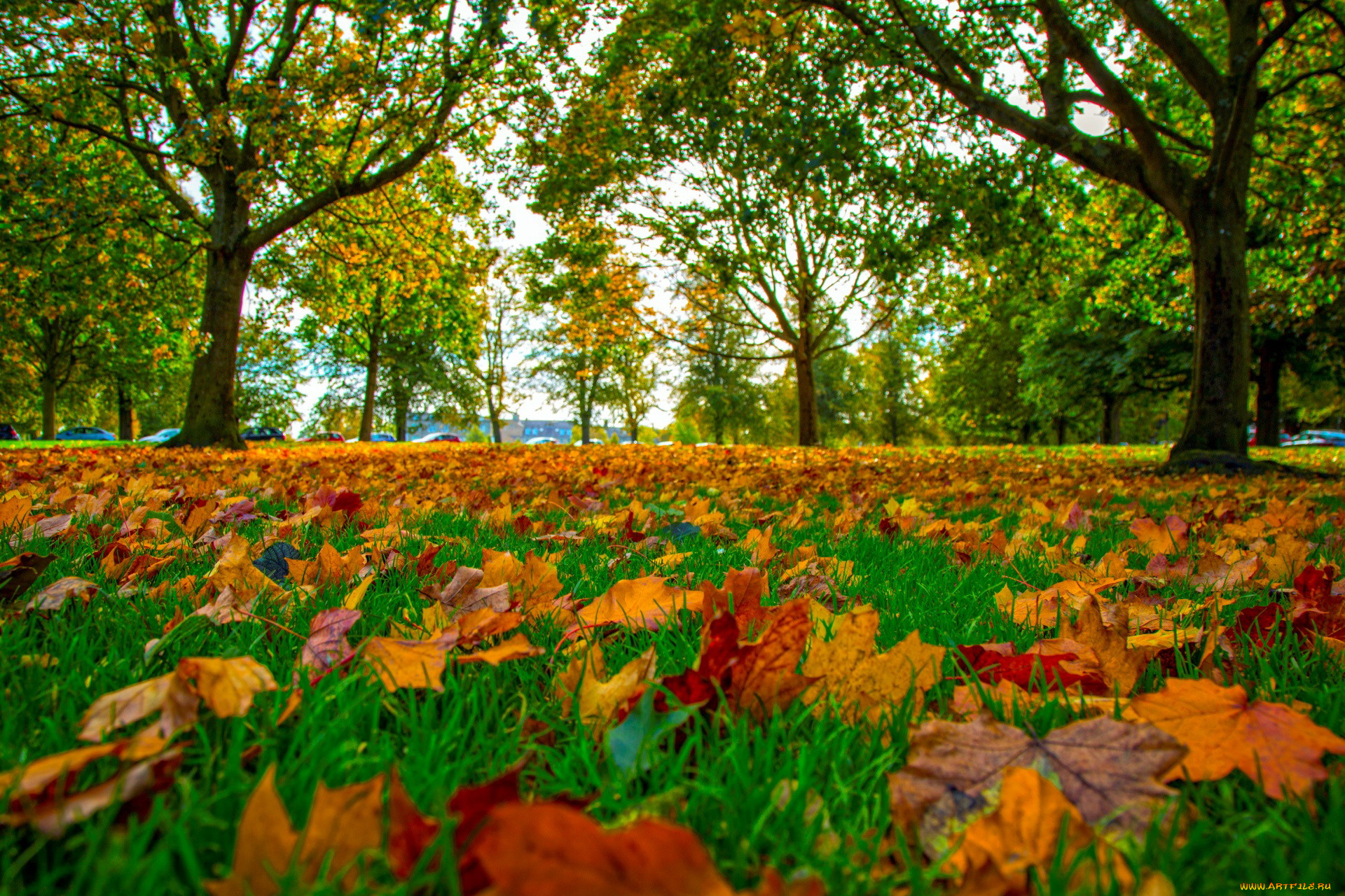 природа, листья, осень, трава, листопад