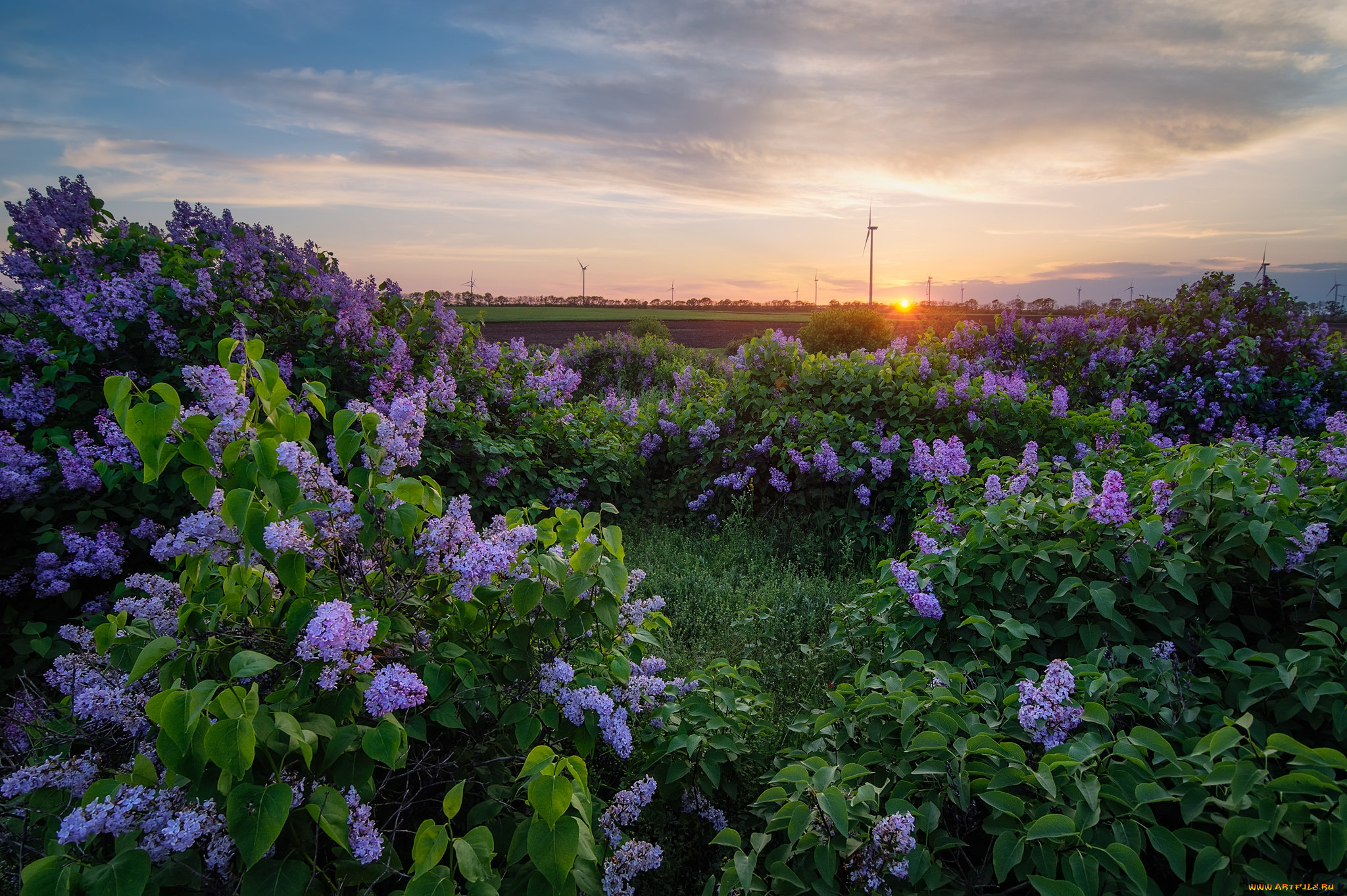 природа, пейзажи, простор