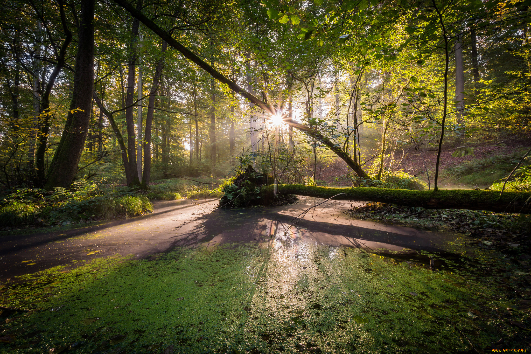 природа, лес, простор