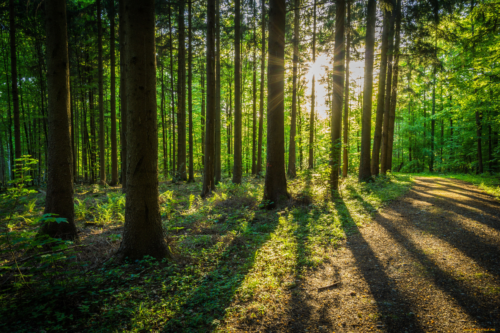 природа, лес, простор