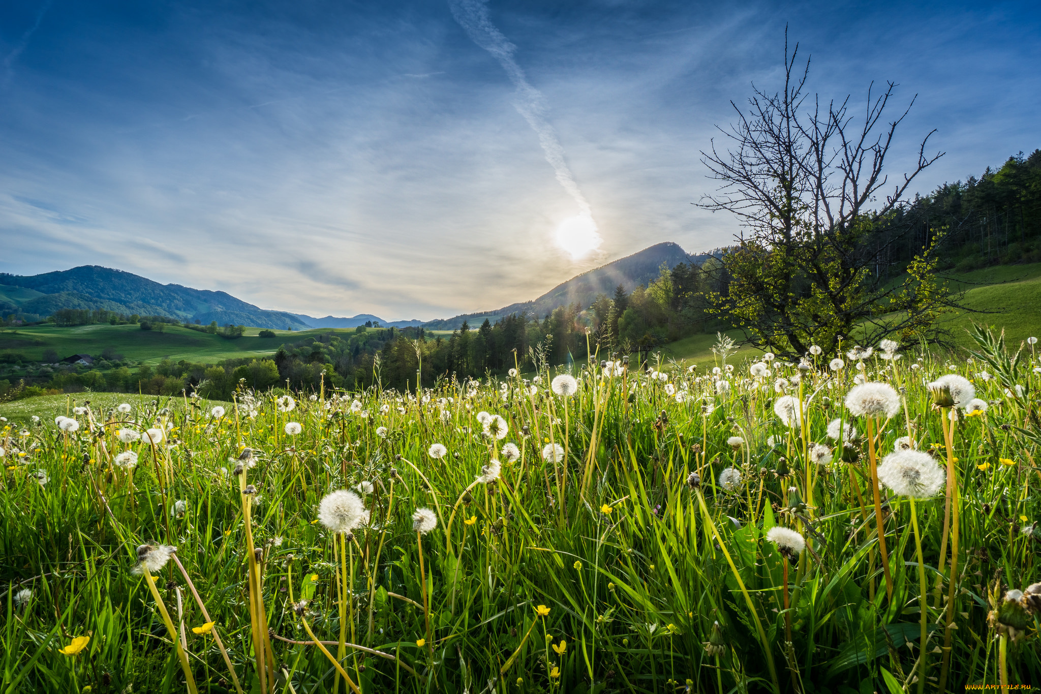 природа, луга, простор