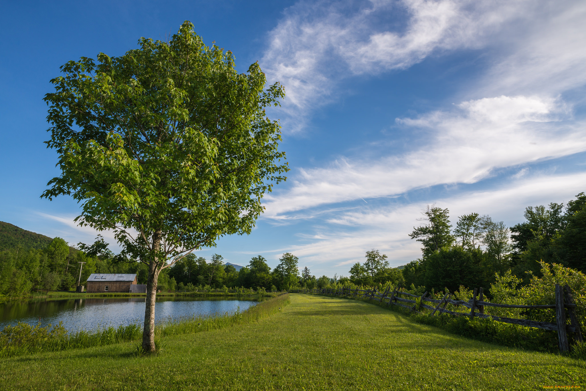 природа, деревья, простор