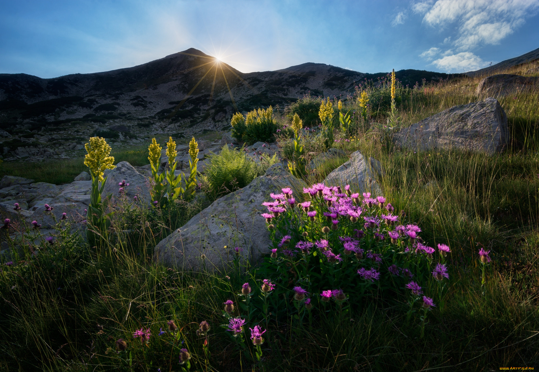 природа, луга, простор