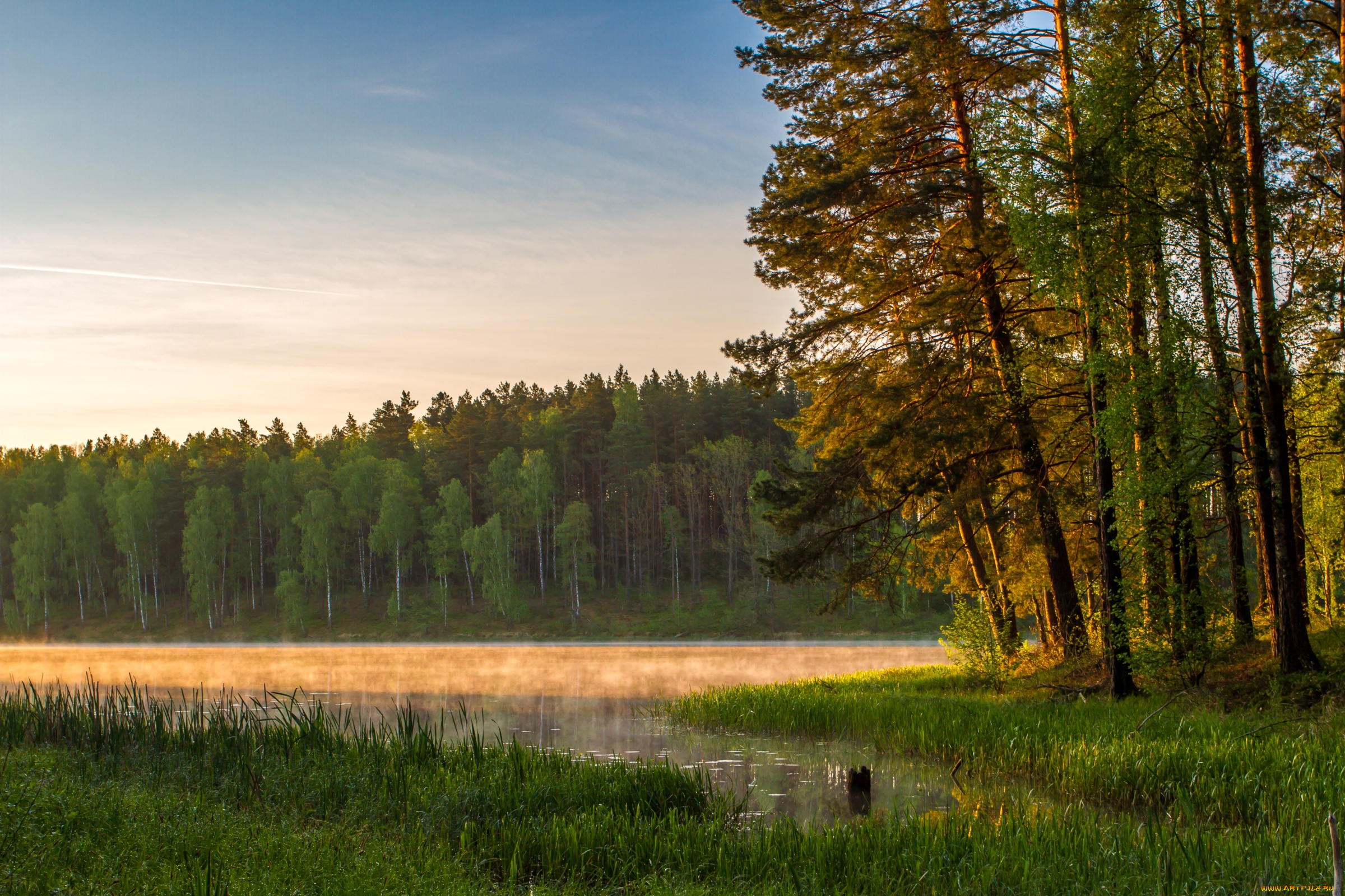 природа, лес, туман, деревья, осень, вода