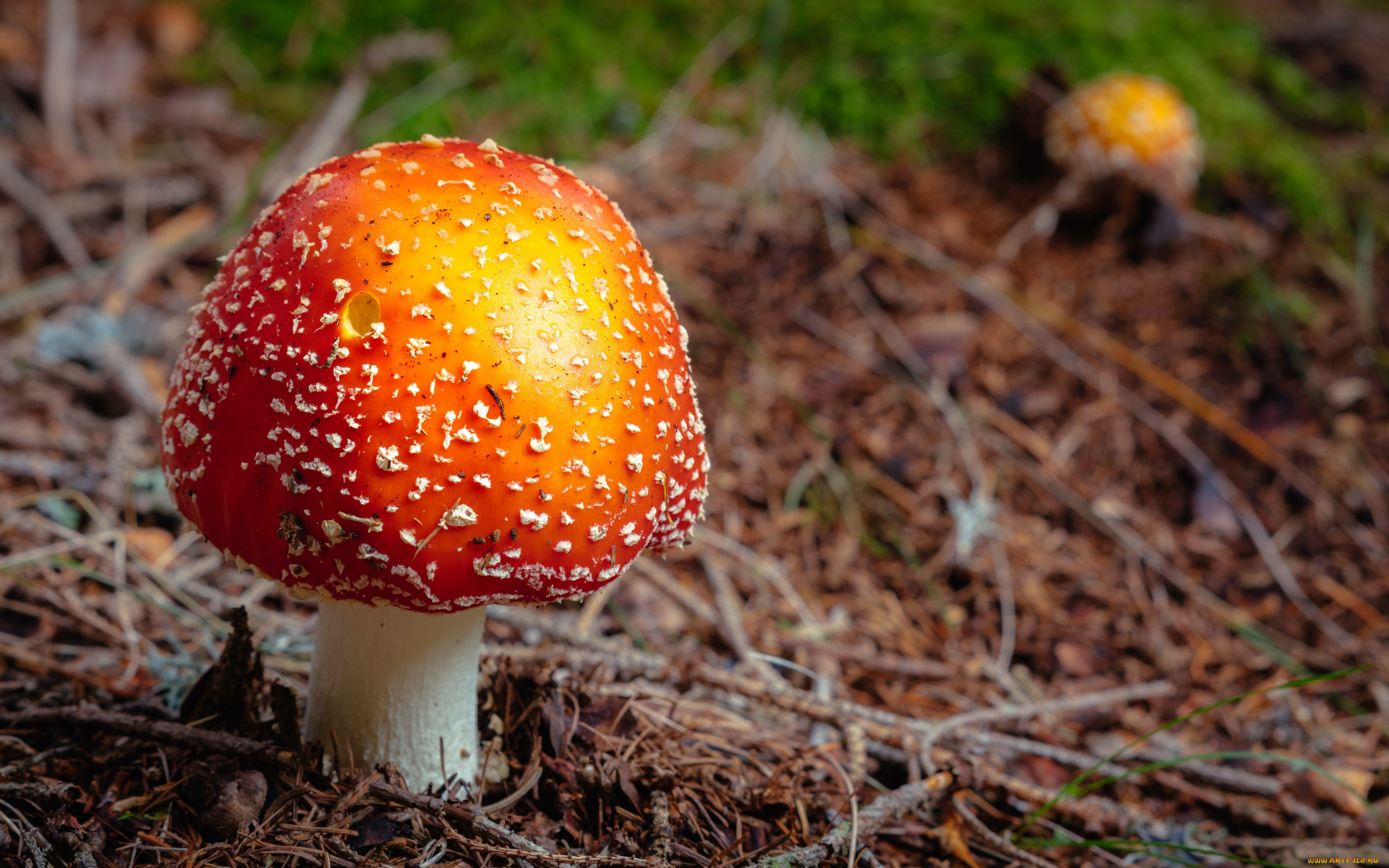 природа, грибы, , мухомор, шляпка