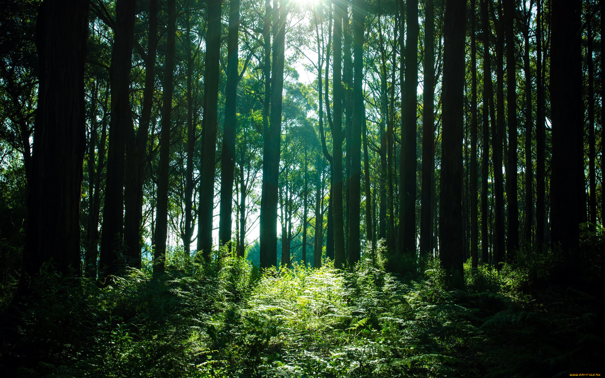 природа, лес, сосны, папоротник