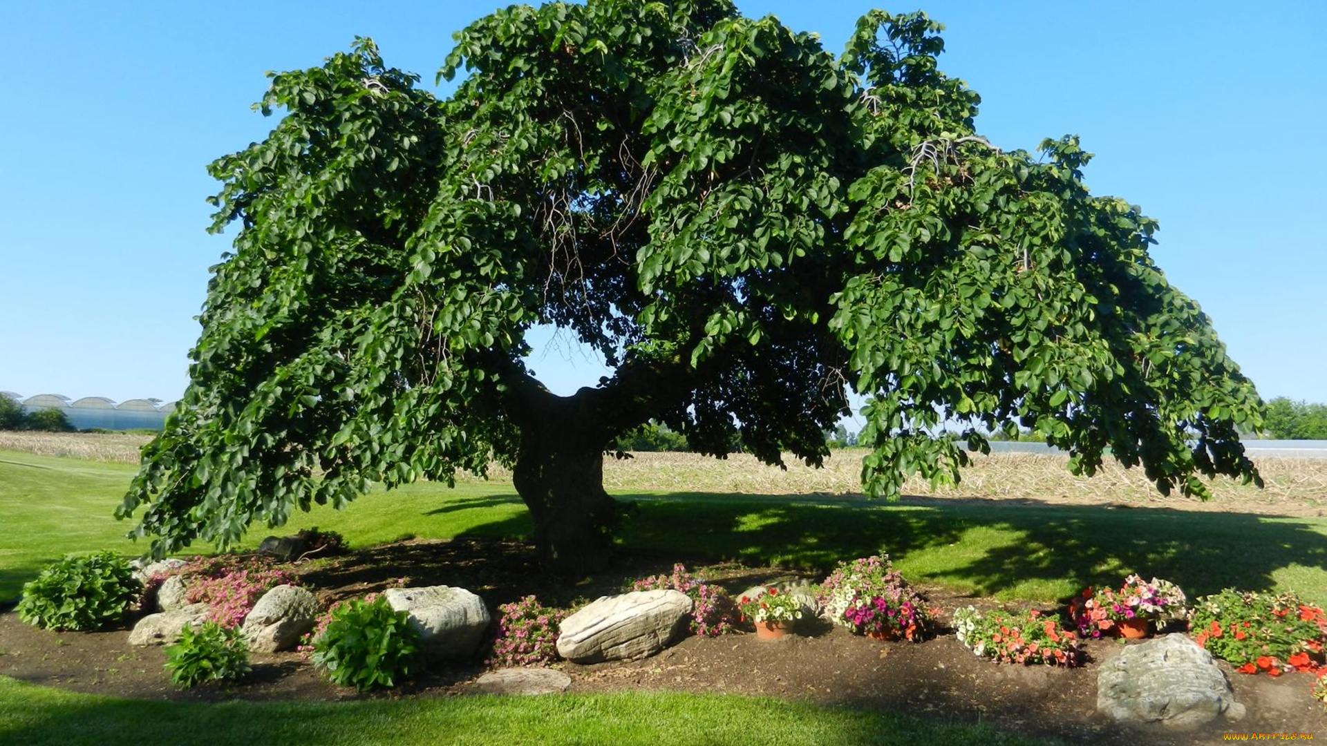 вяз, природа, деревья, цветы, камни, дерево