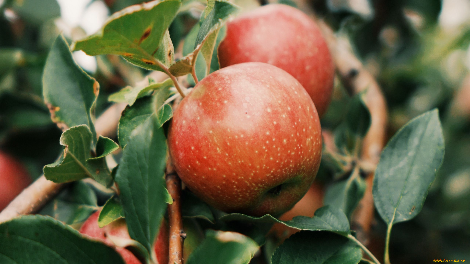 природа, плоды, яблоки
