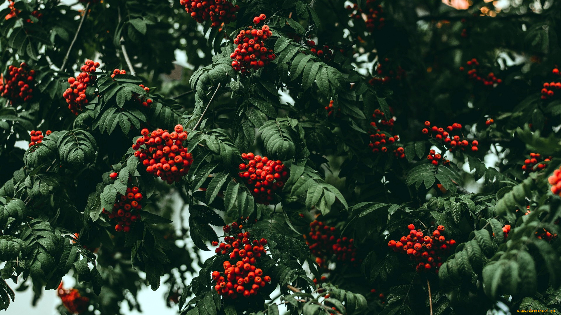 природа, ягоды, , рябина, рябина