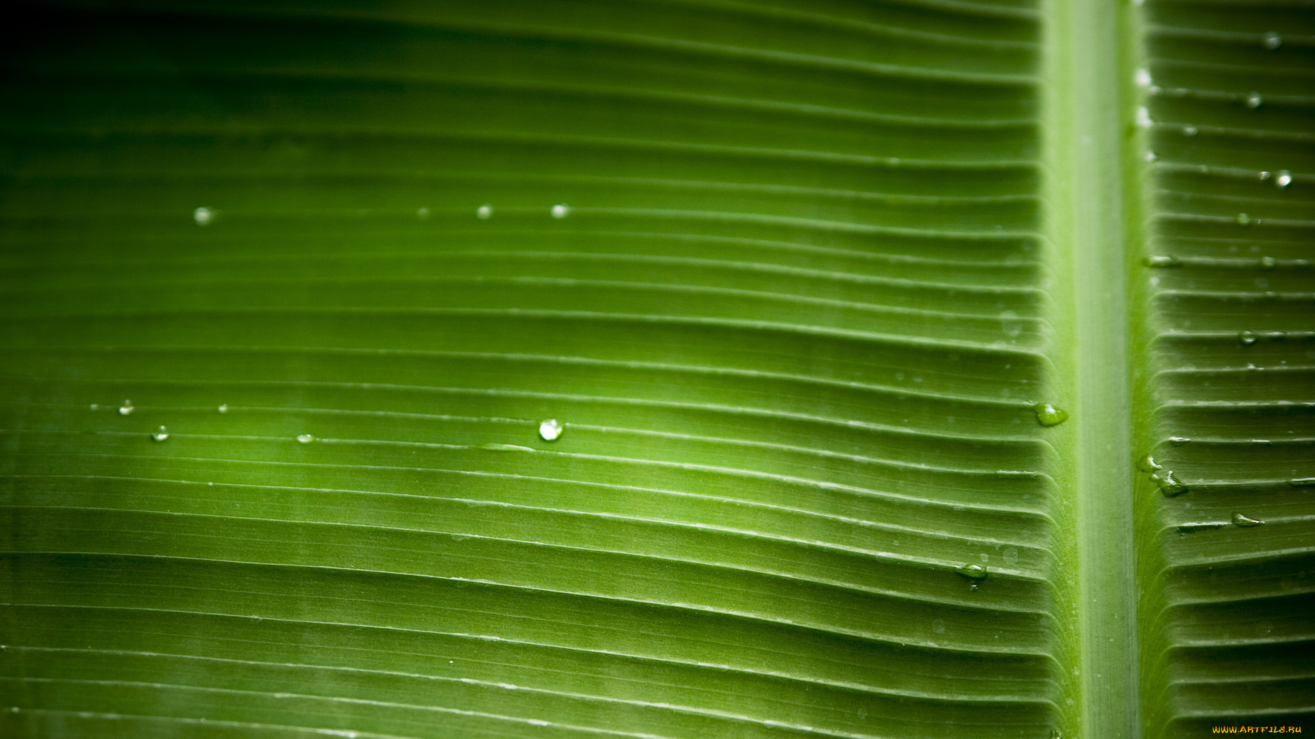 природа, листья, капли