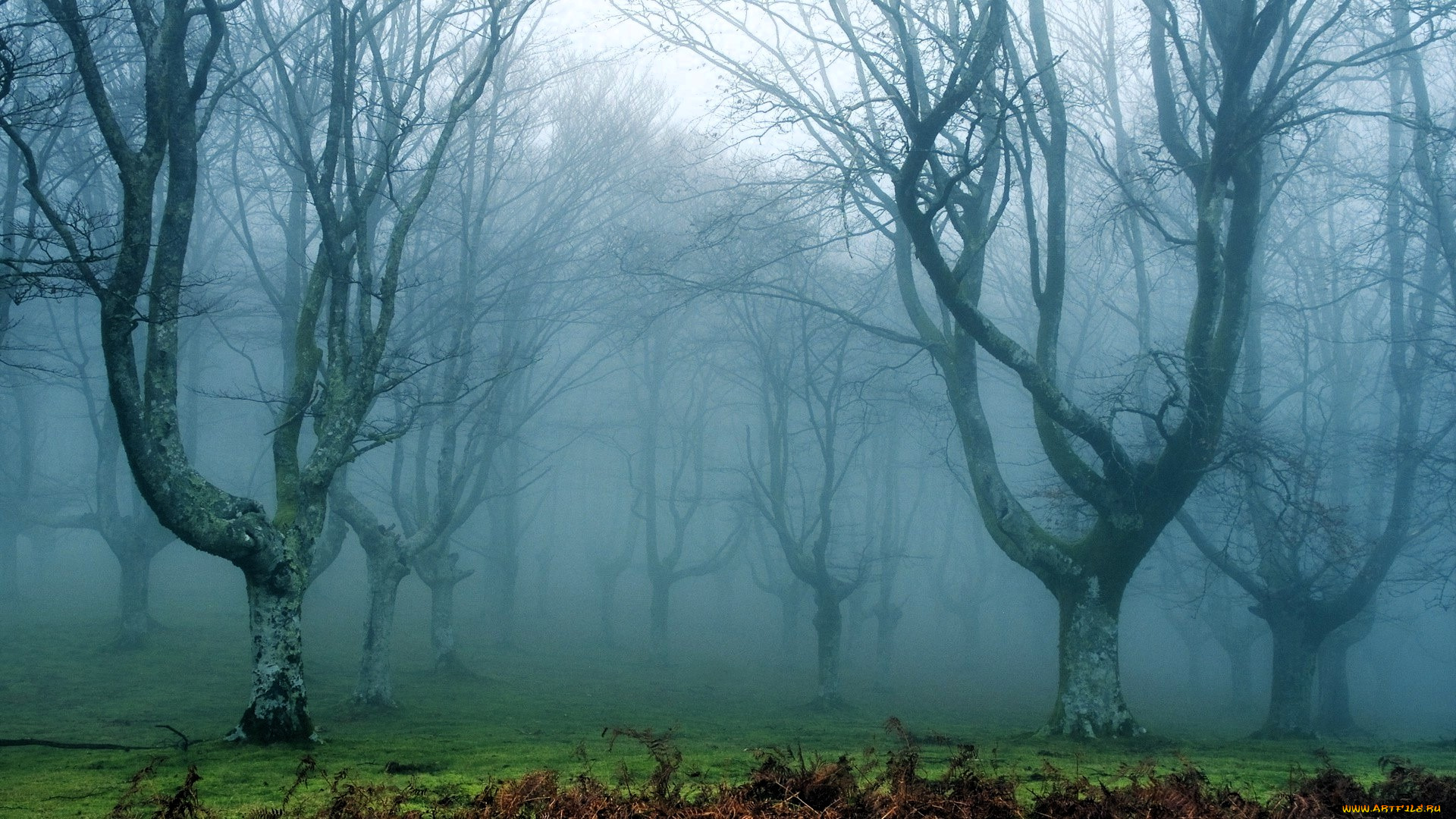 природа, лес, осень, туман