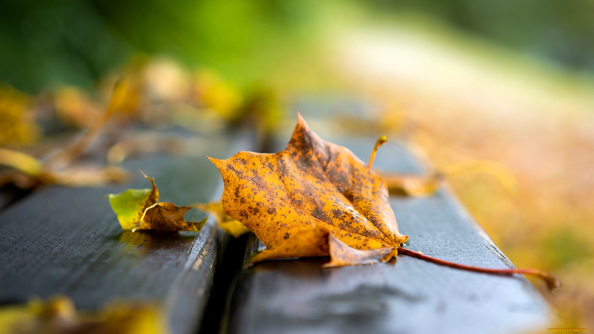 природа, листья, осень, скамейка